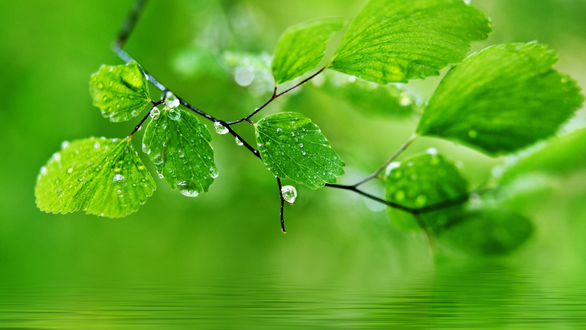 Green natural leaves water droplets drops 2k