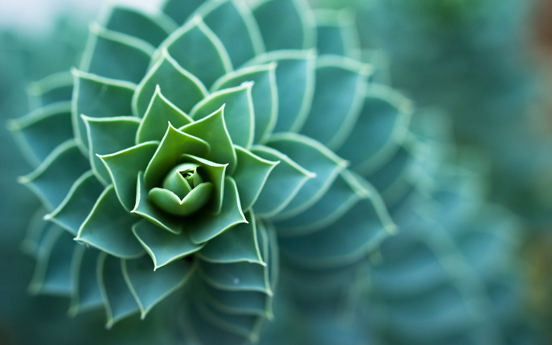 macro plants succulent depth of field nature leaves 2k