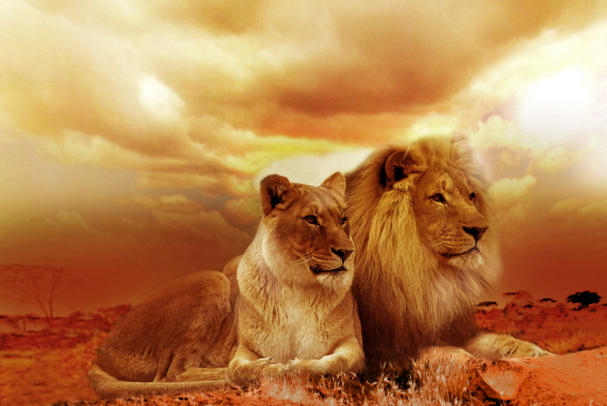lion and lioness sepia photo safari africa landscape steppe 2k