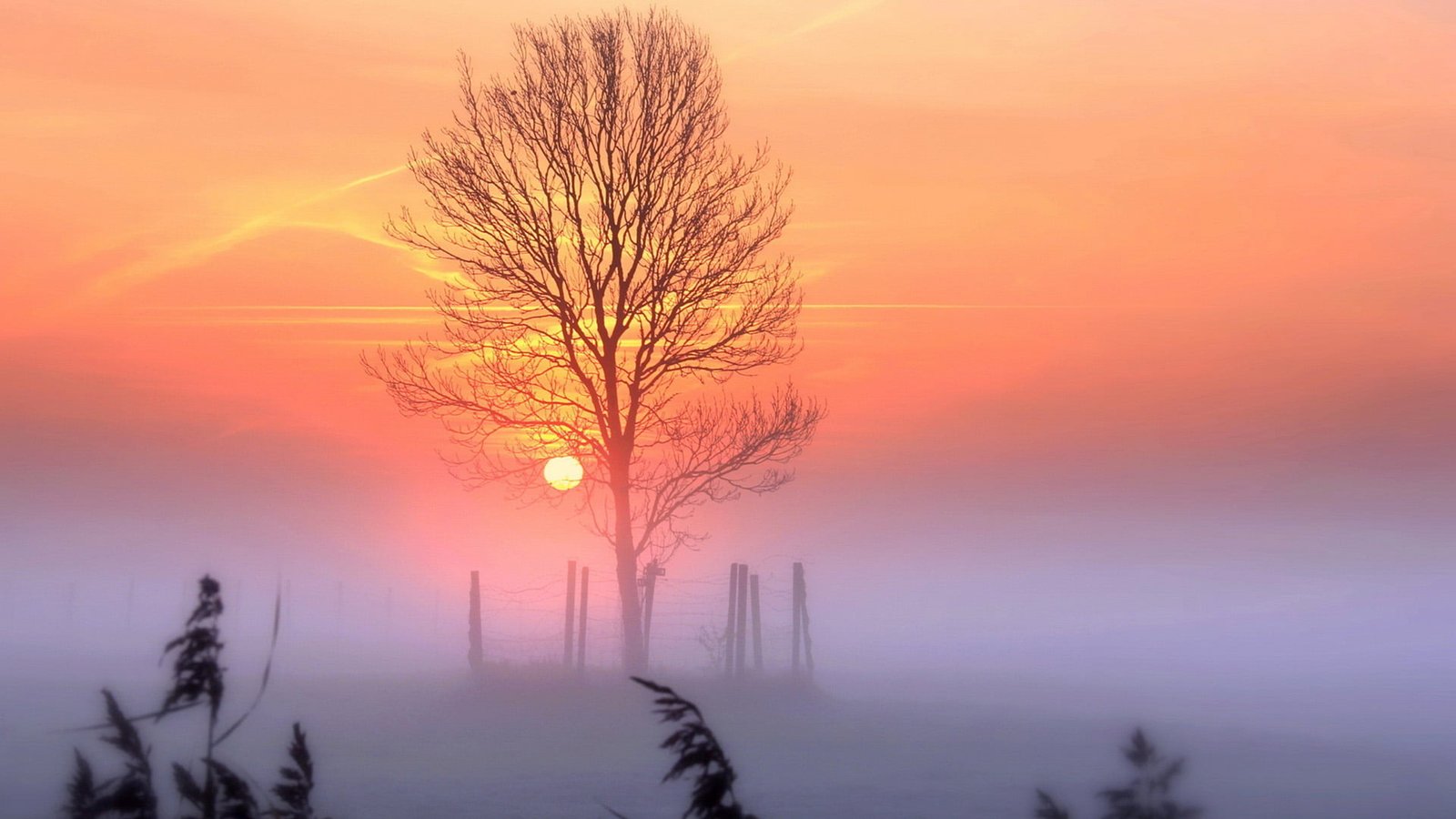 nature sky landscape summer tree sun holiday season 2k