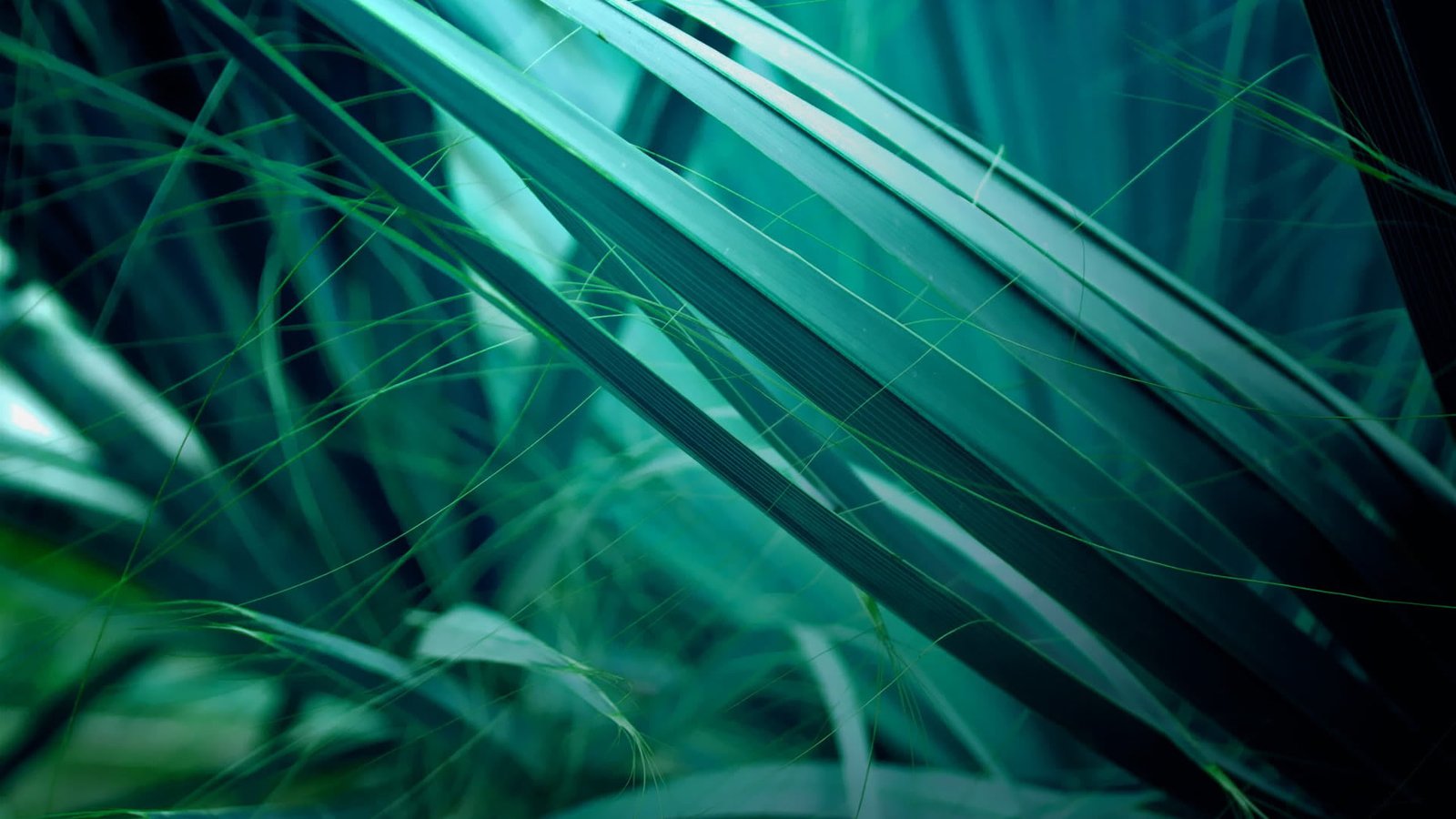 nature digital light wallpaper design art futuristic 2k