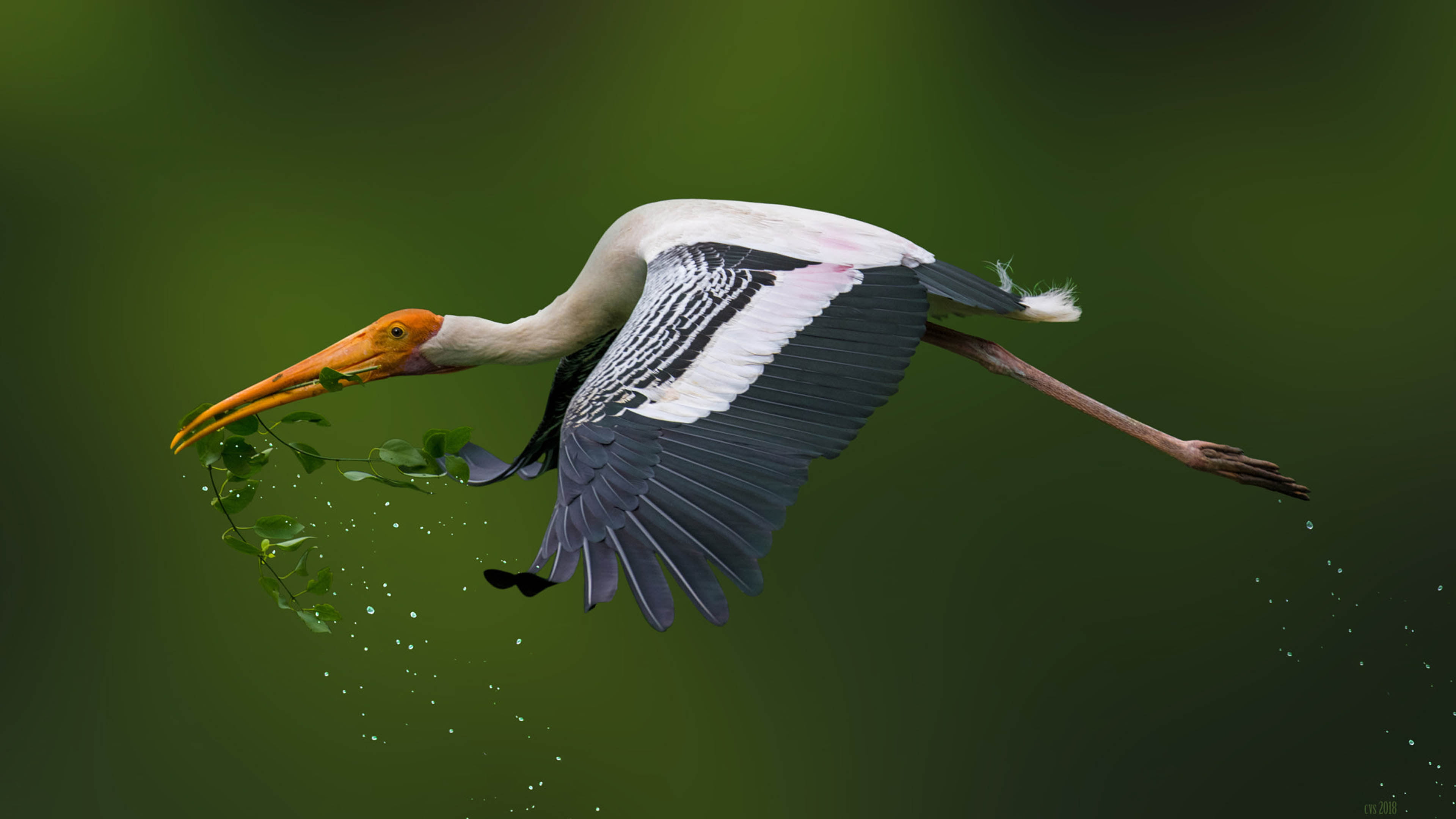 Painted Storks Collection Of The Material For Making Nest Hd Wallpapers Desktop Mobile Phones And Laptop 2k 4k