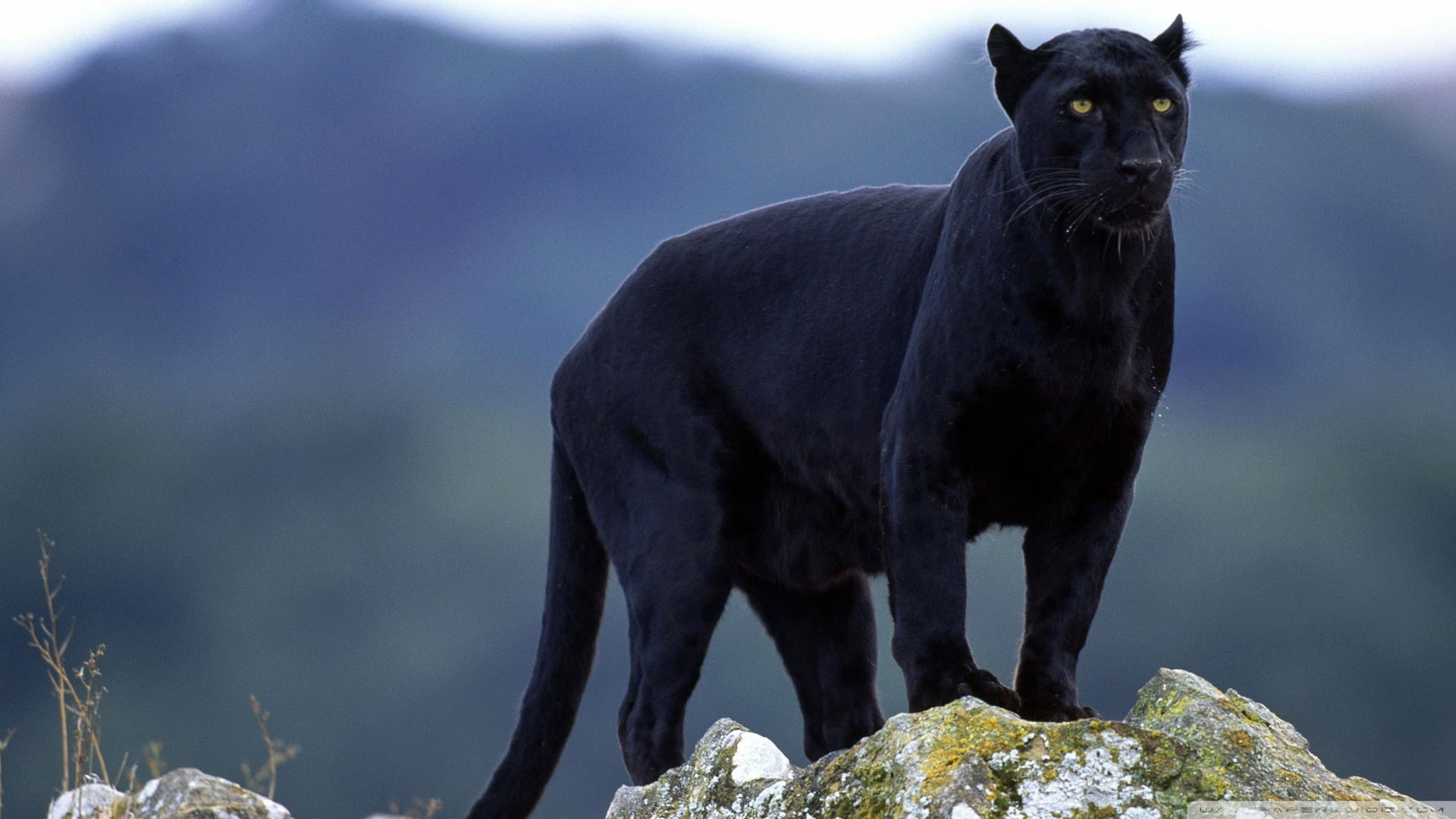 panthers big cats animals Black Panther nature 2k