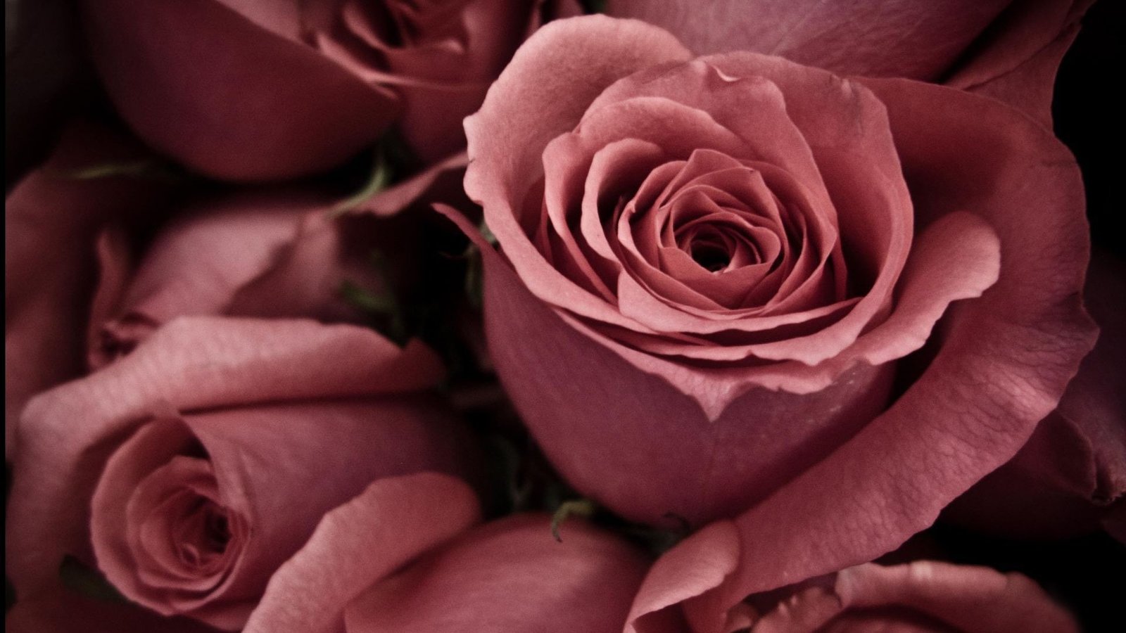 rose pink flower blossom petal floral plant love flowers 2k