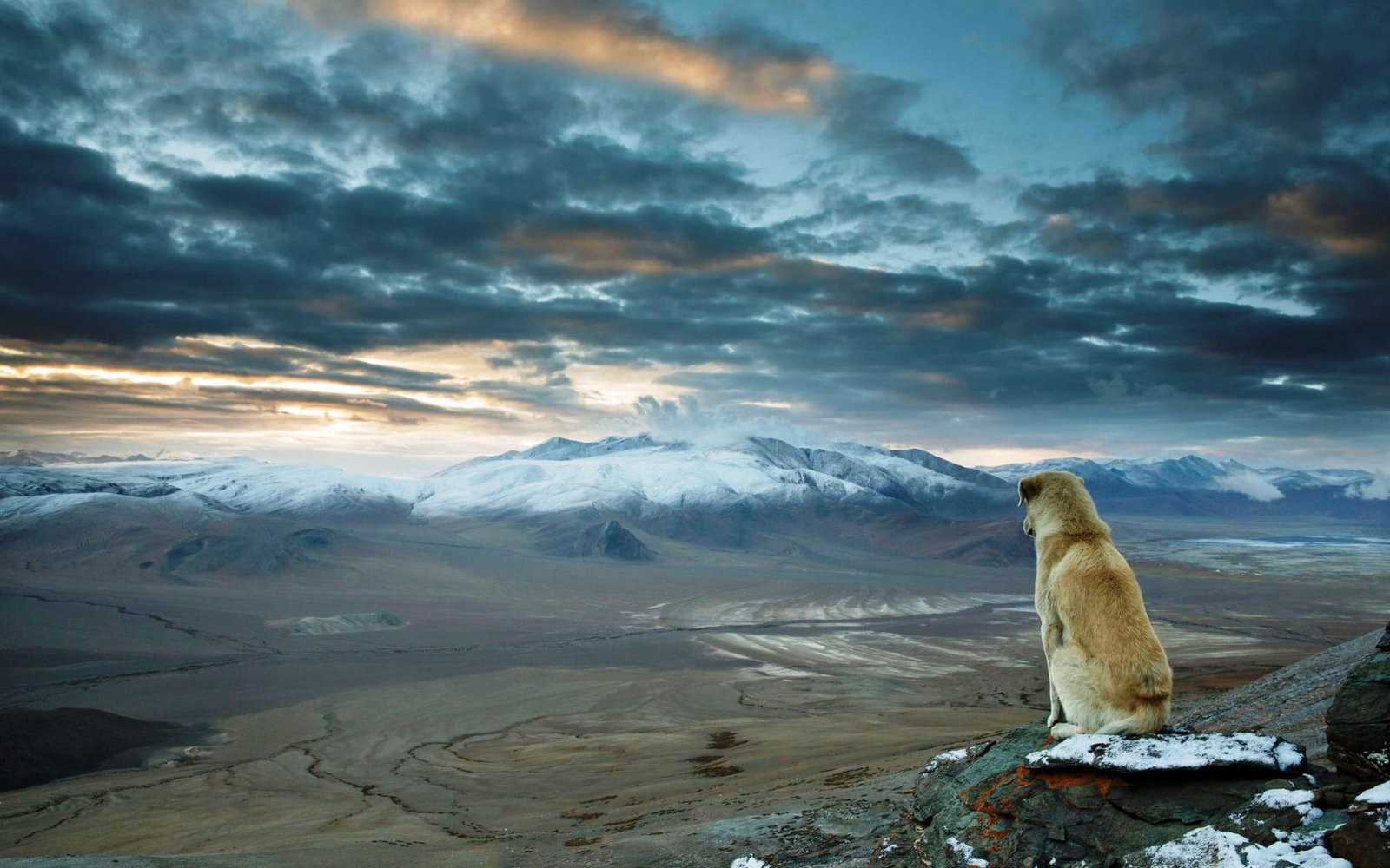 short coated medium breed tan dog nature landscape mountains 2k