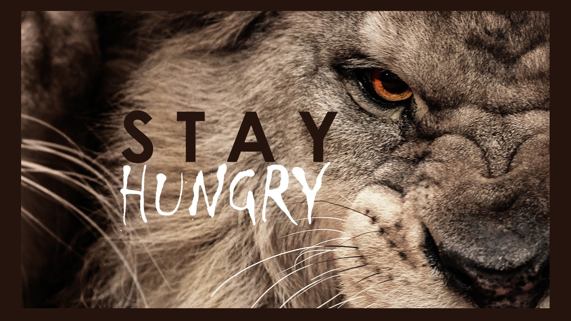 brown lion with text overlay motivational typography animals 2k