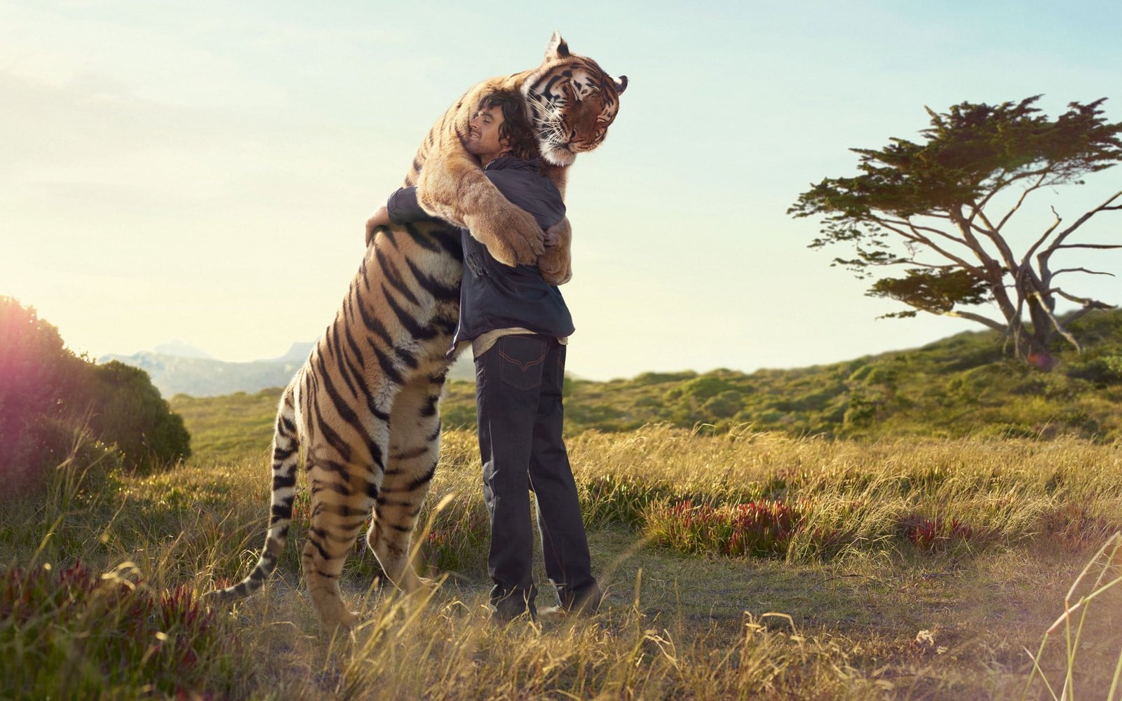 brown and black tiger men sunlight animals hugging guys 2k