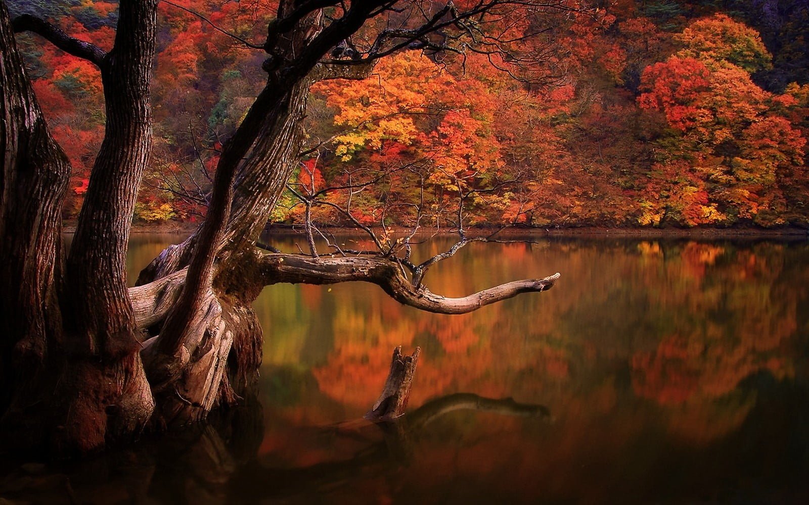 brown body of water lake fall forest dead trees reflection 2k