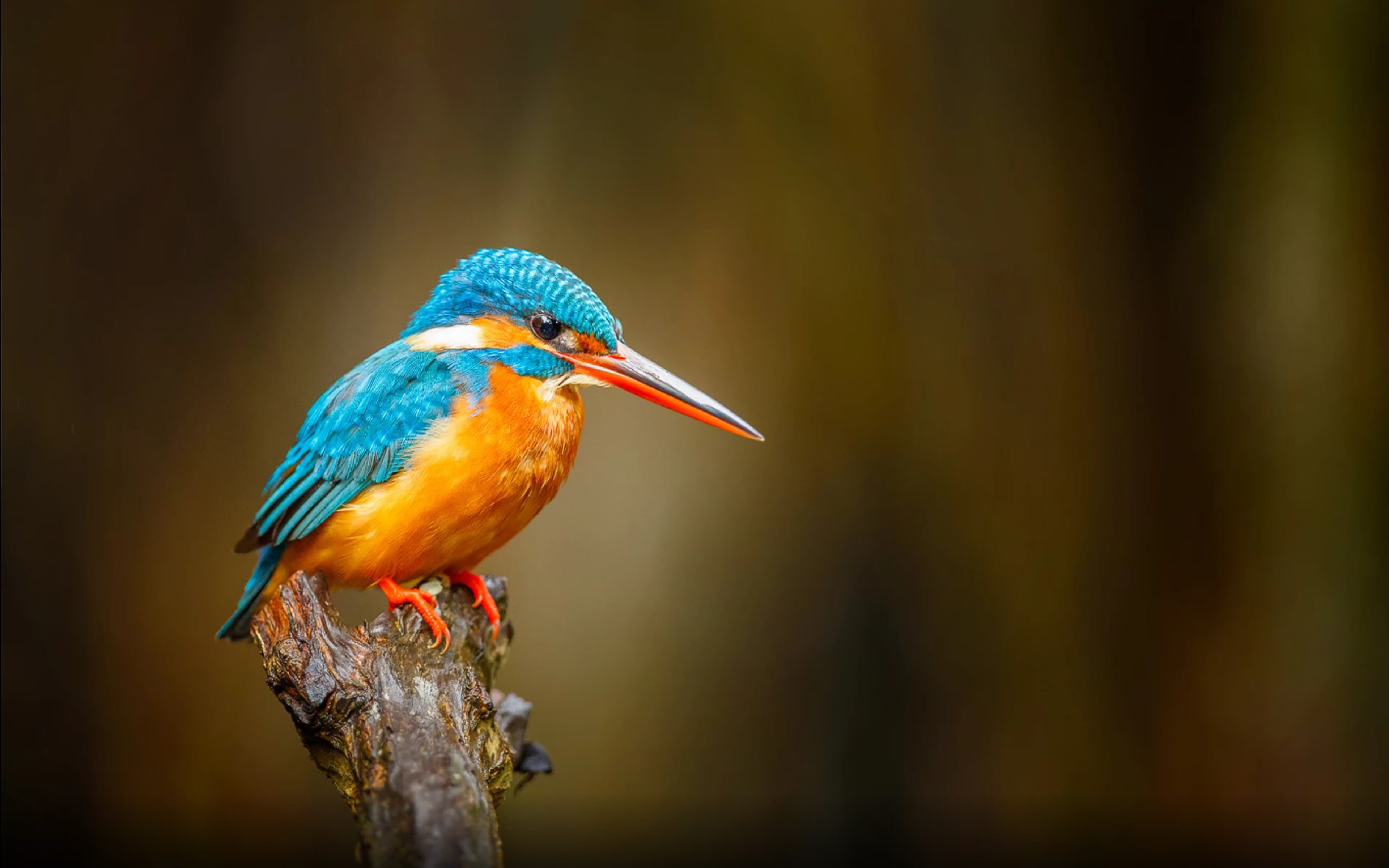 Common Kingfisher Orange Blue Bird River Bentota In Sri Lanka Desktop Hd Wallpapers For Mobile Phones And Computer 2k 4k