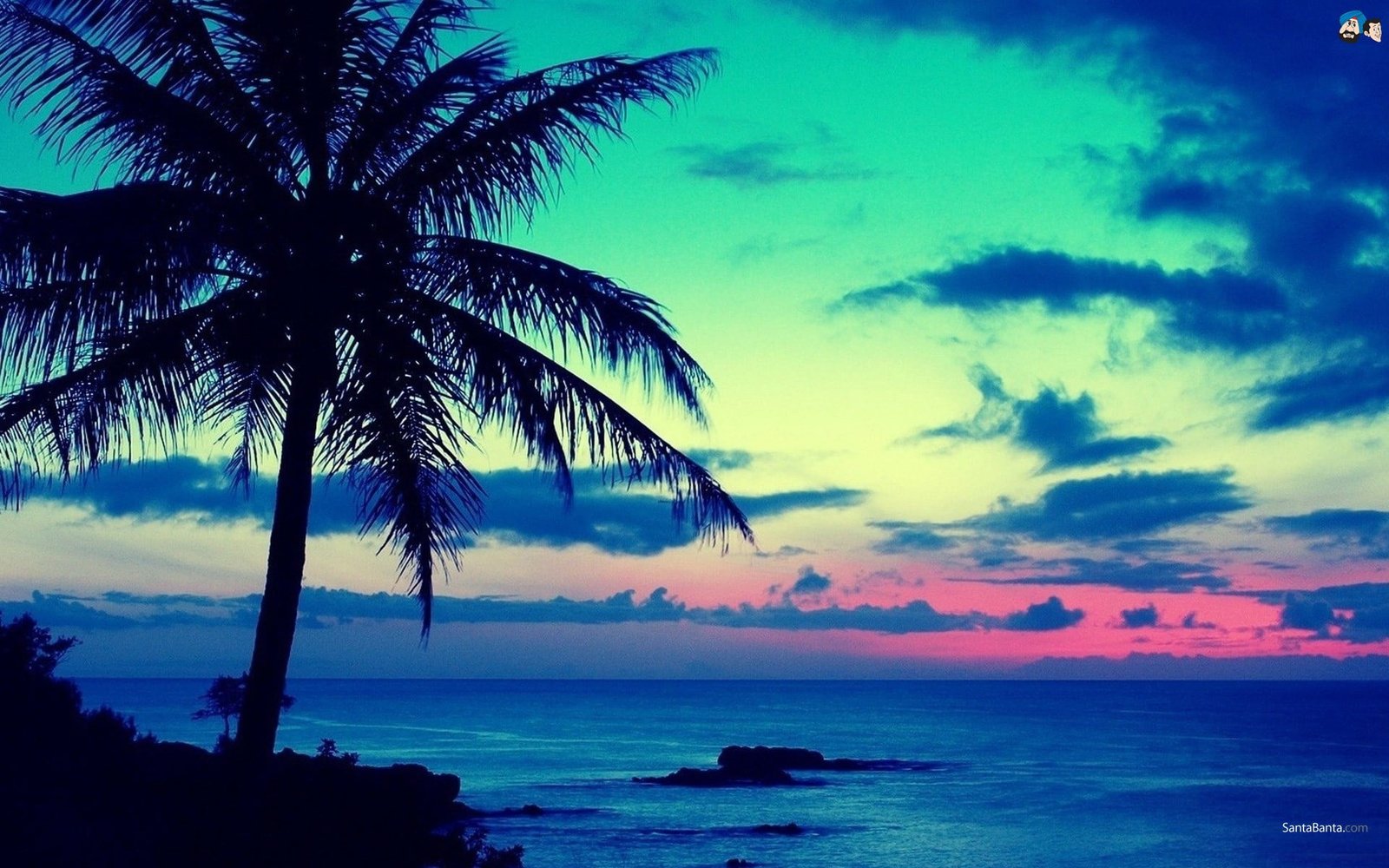 coconut tree palm trees sky sea horizon sunset cyan blue 2k