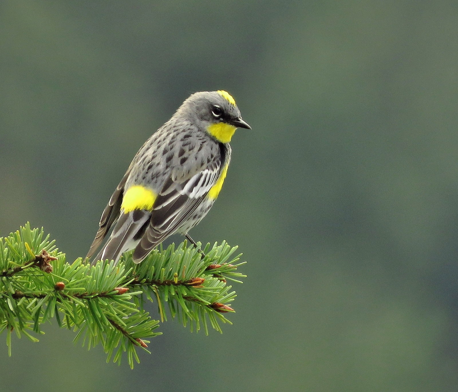 gray and yellow throated bird rumped warbler 2k