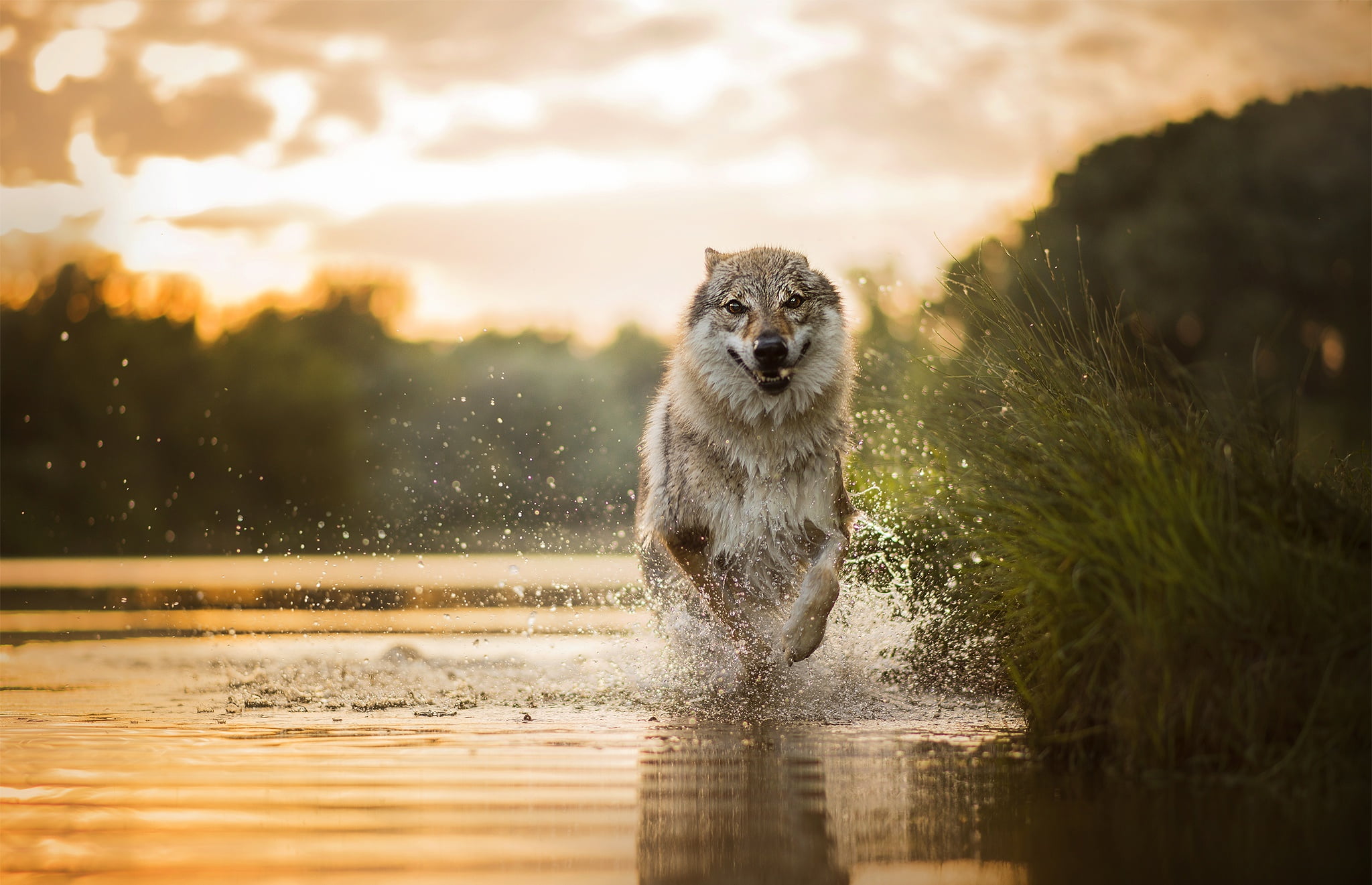 gray wolf running dog nature water animals animal themes 2k