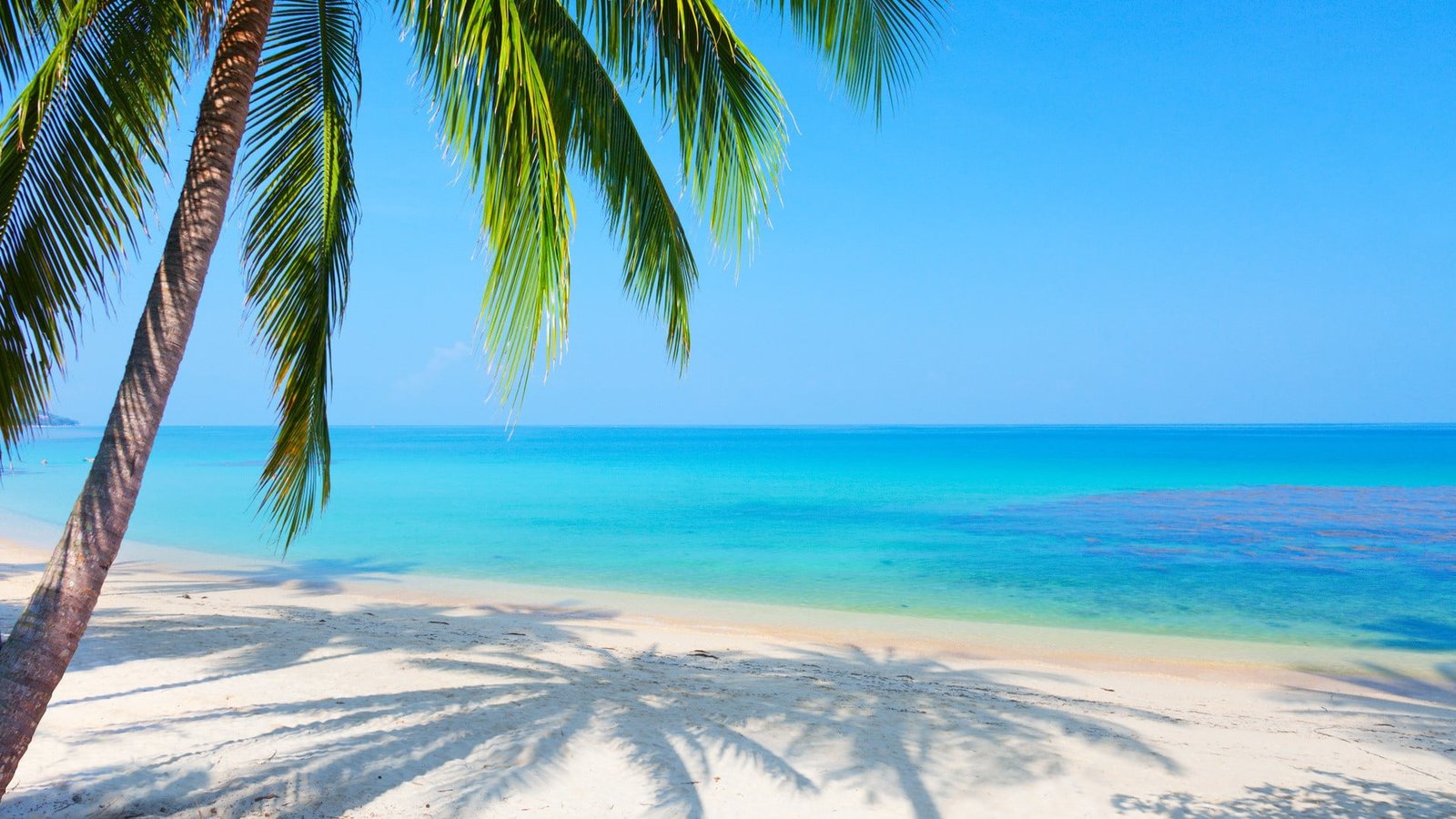 green and white seashore beach palm trees horizon tropical climate 2k