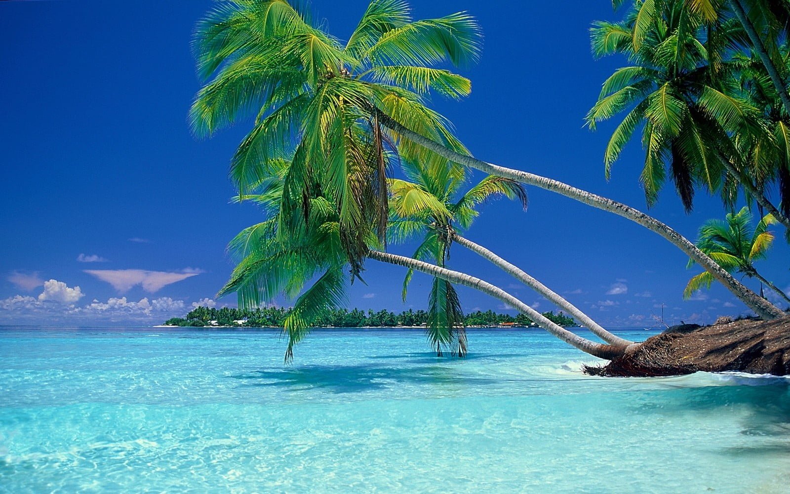 green coconut palm tree nature landscape beach tropical sea 2k