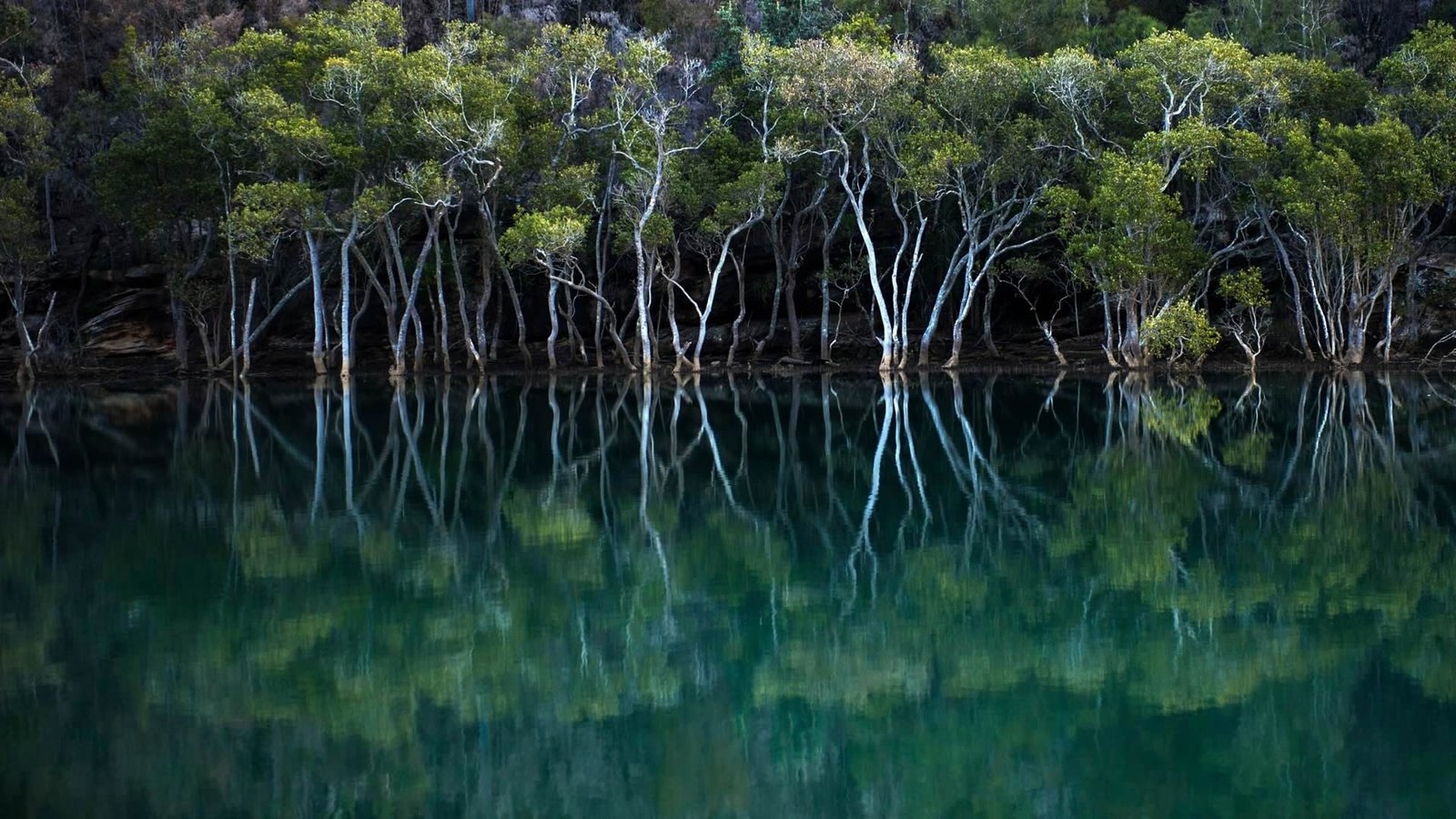 green forest on body of water during daytime reflection nature 2k