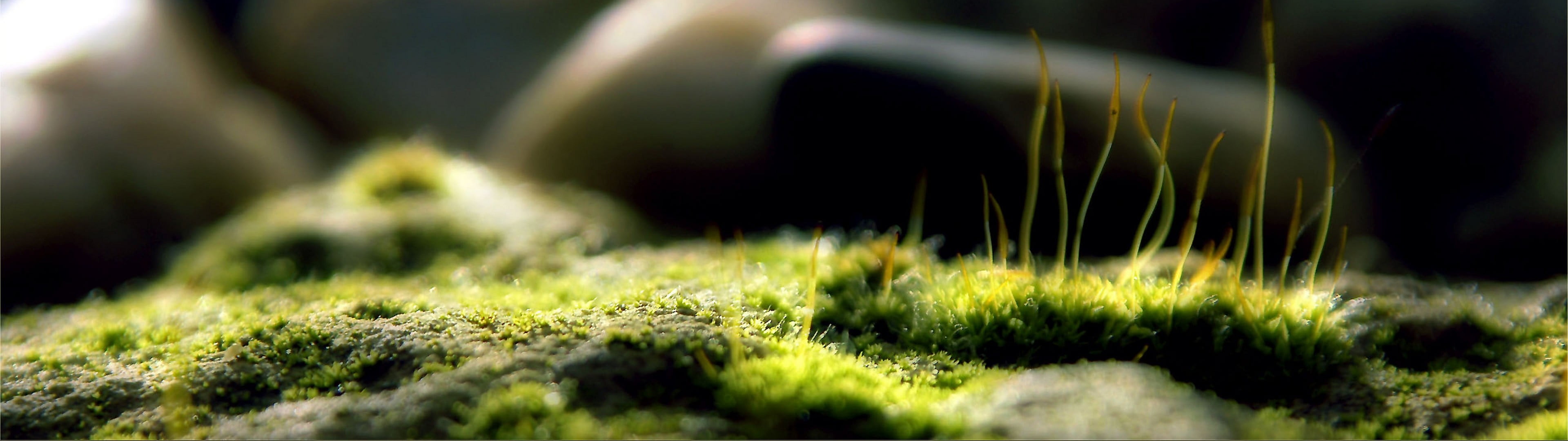 green grass close up photography of moss multiple display macro 2k 4k