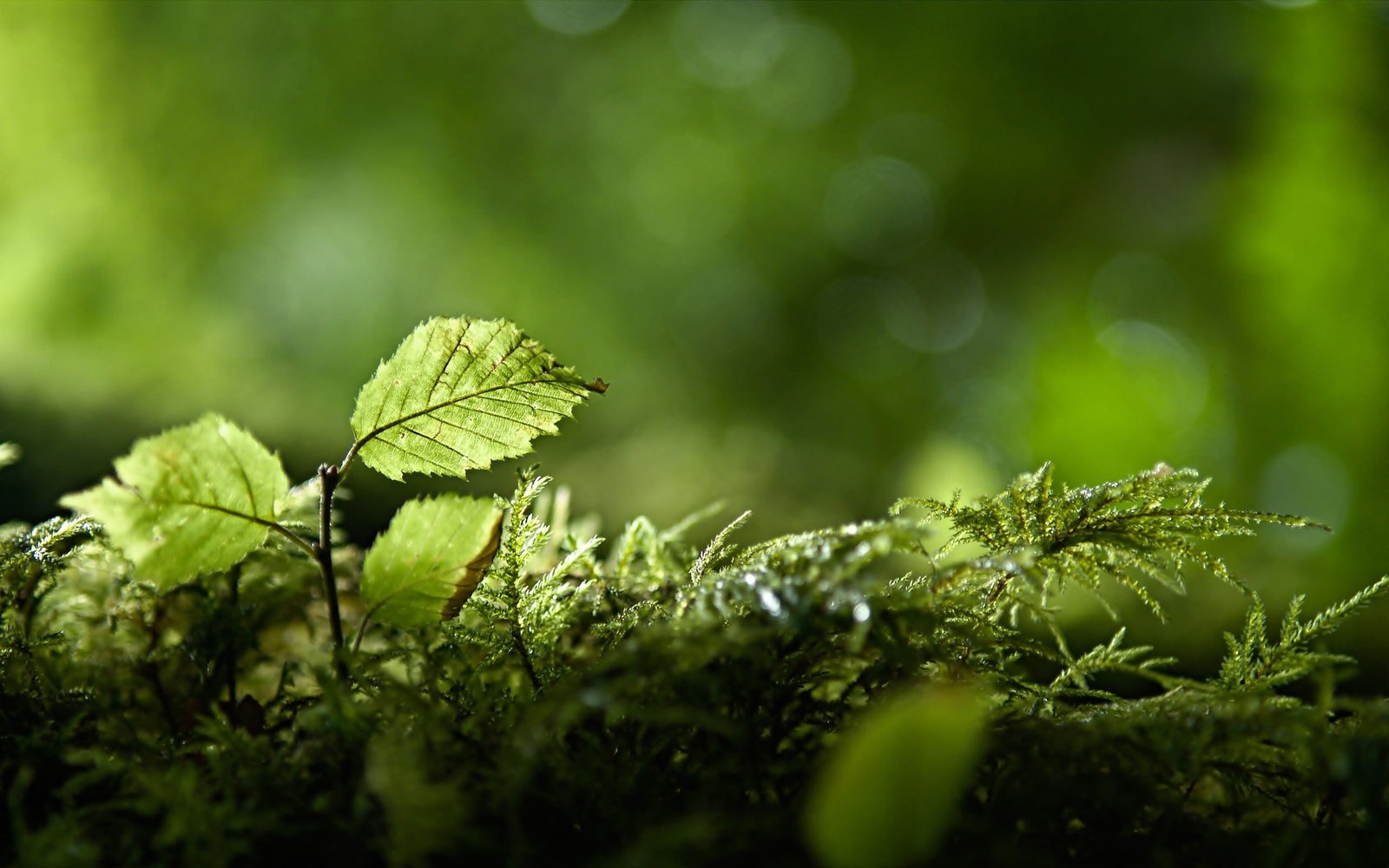 green leafed plant nature plants leaves color growth 2k