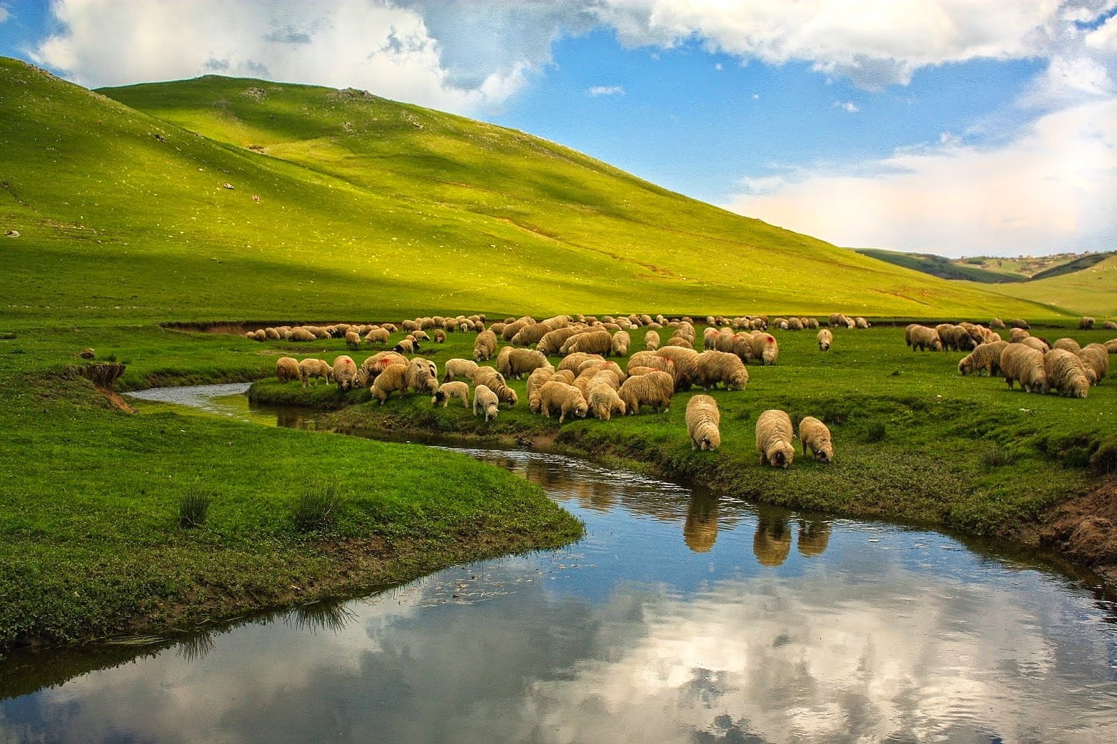 herd of sheeps nature landscape Turkey Ordu river animals 2k