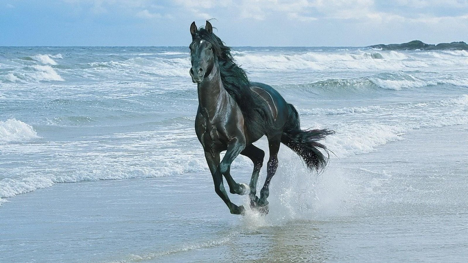 horse beach water sky sea ocean animals 2k