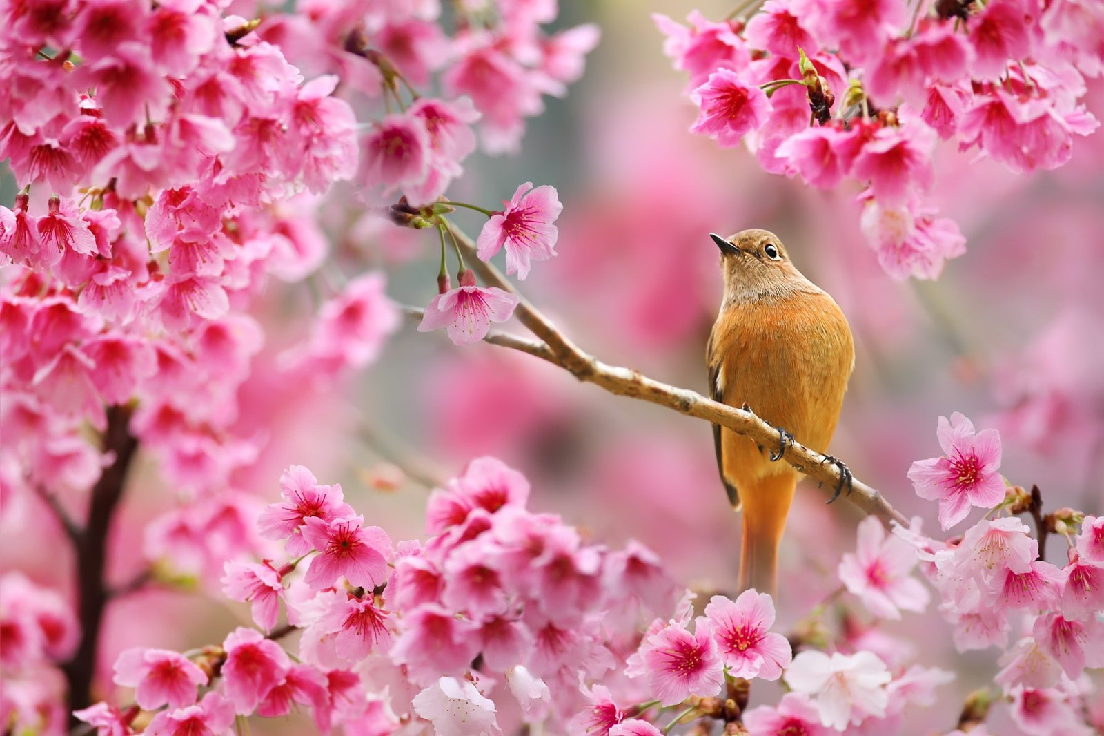 Nature Bird Animals Flowers Plants Depth of Field Cherry Blossom Spring 2k