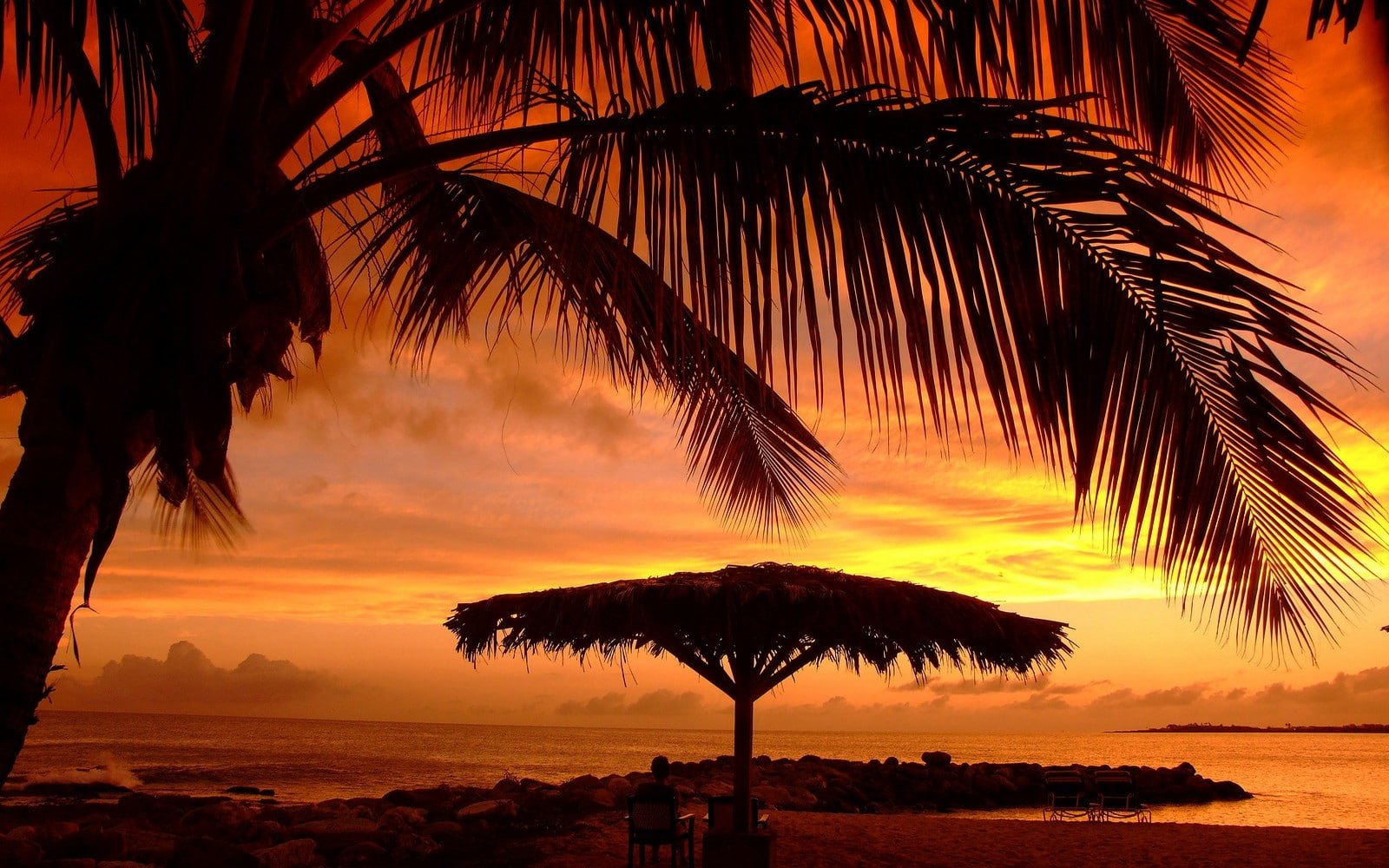 nature landscape sunset umbrella beach palm trees sea 2k