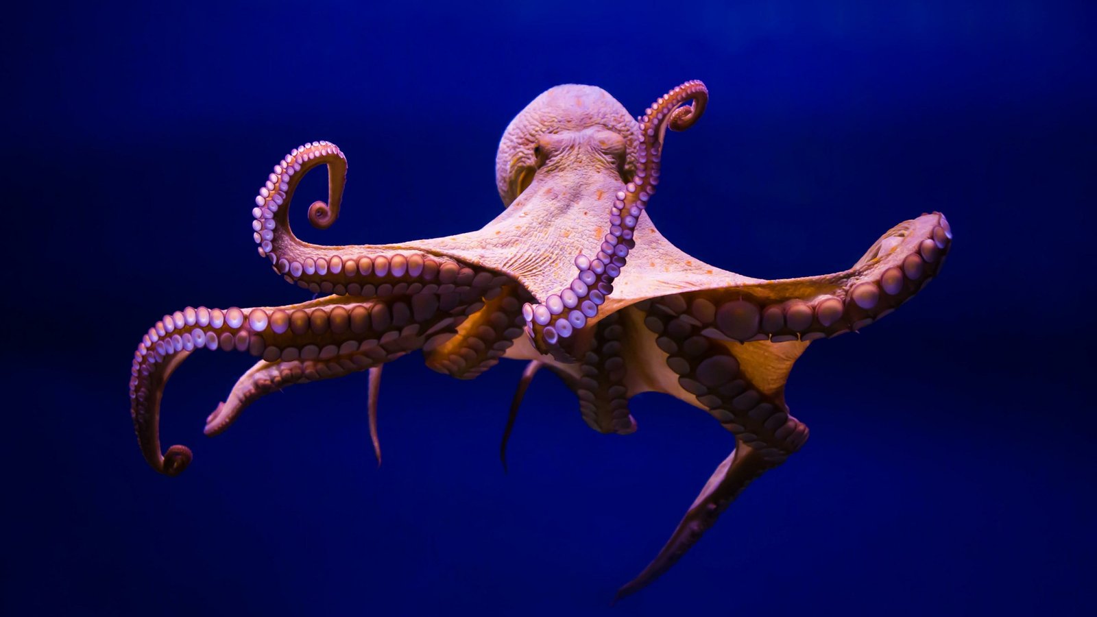 octopus cephalopod marine invertebrates organism biology 2k 4k