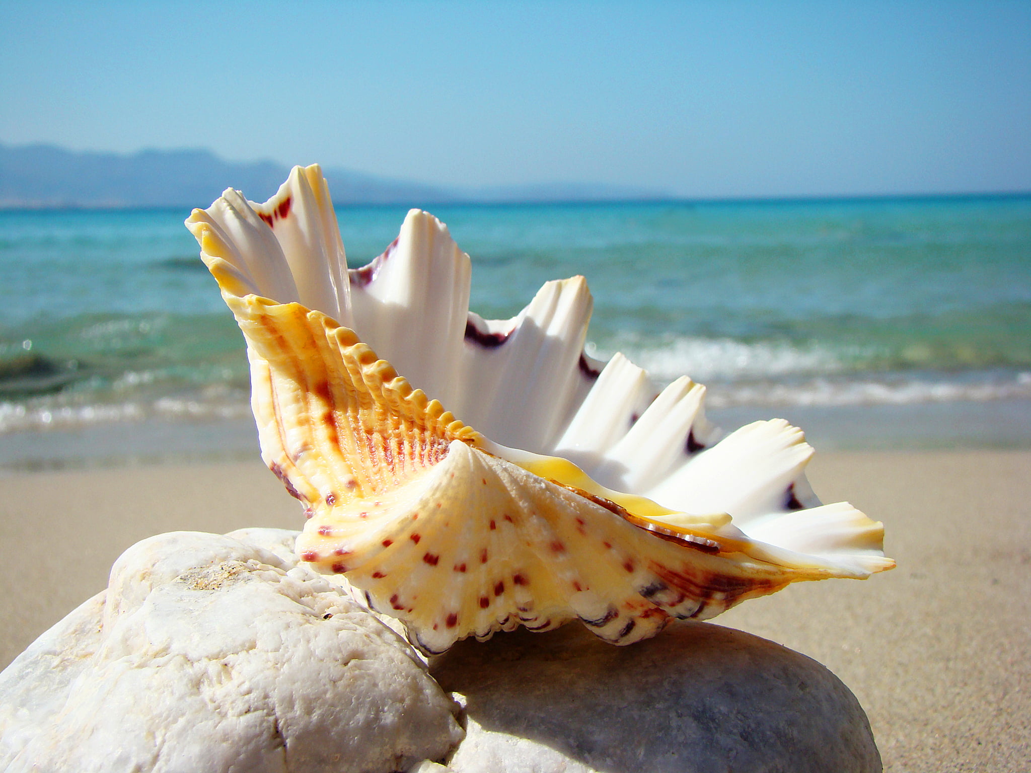 orange and white seashell beach stay sand summer vacations 2k