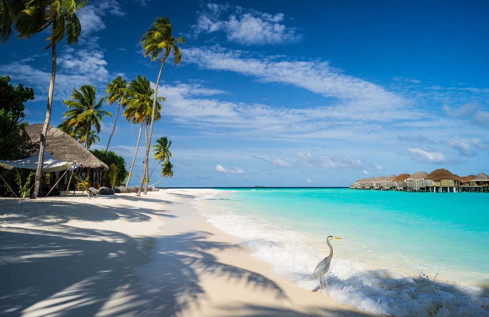 Photography Tropical Beach Bird Constance Halaveli Resort 2k
