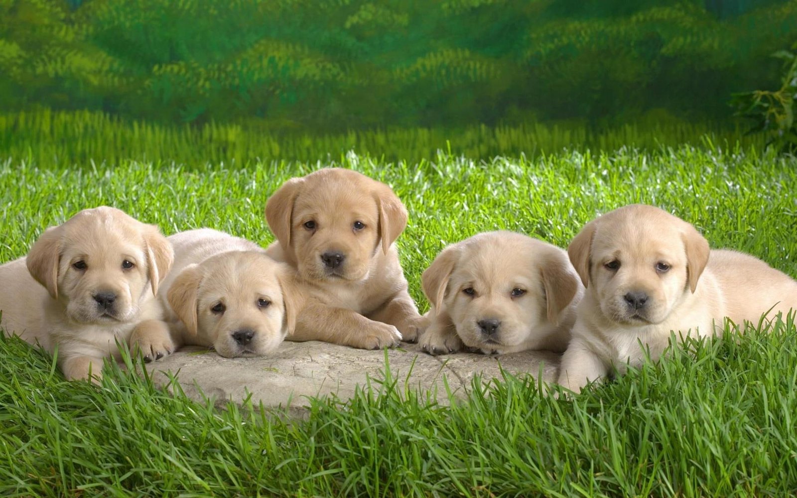 Puppies dogs puppy nature grass green cute animals adorable 2k