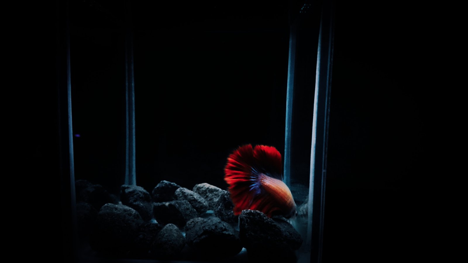 red betta fish animal sea life water invertebrate nature 2k 4k 5k