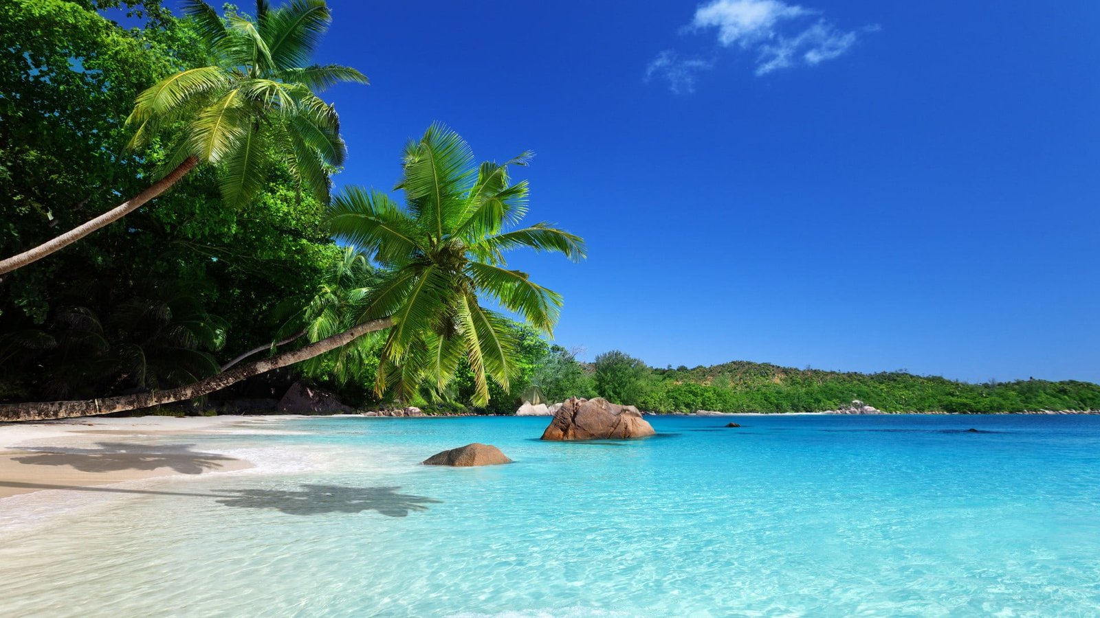 two coconut trees landscape beach palm tropical sea 2k