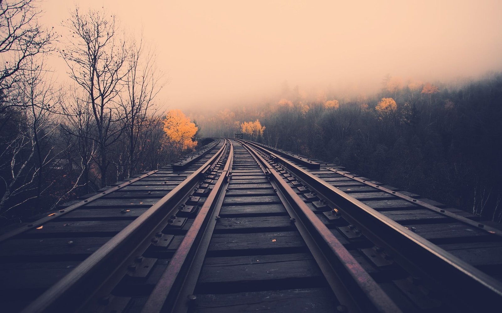 three brown train rails railway in betweeen withered trees 2k