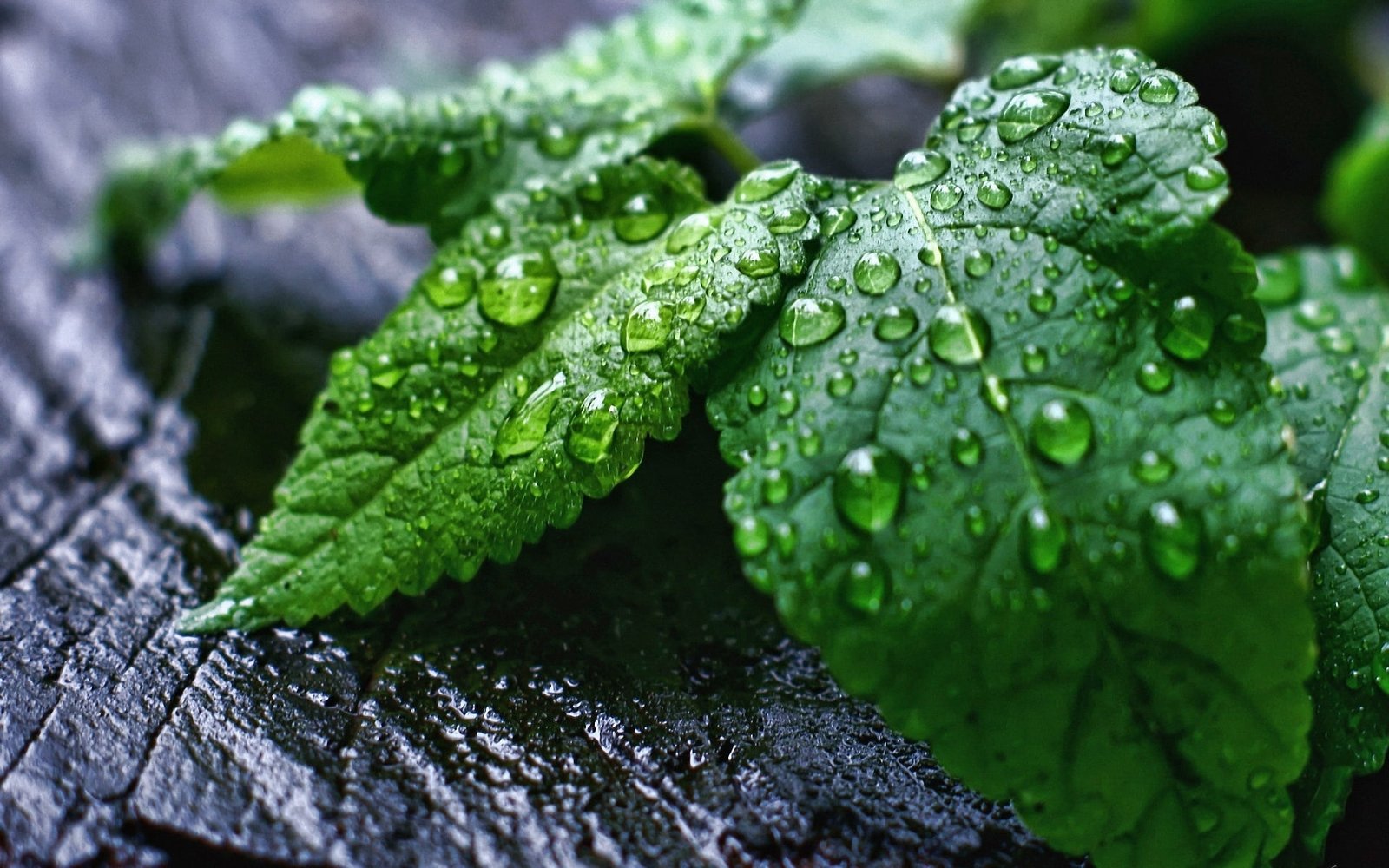 Wet Leaves green coleus plant Nature Scenery water drop color 2k