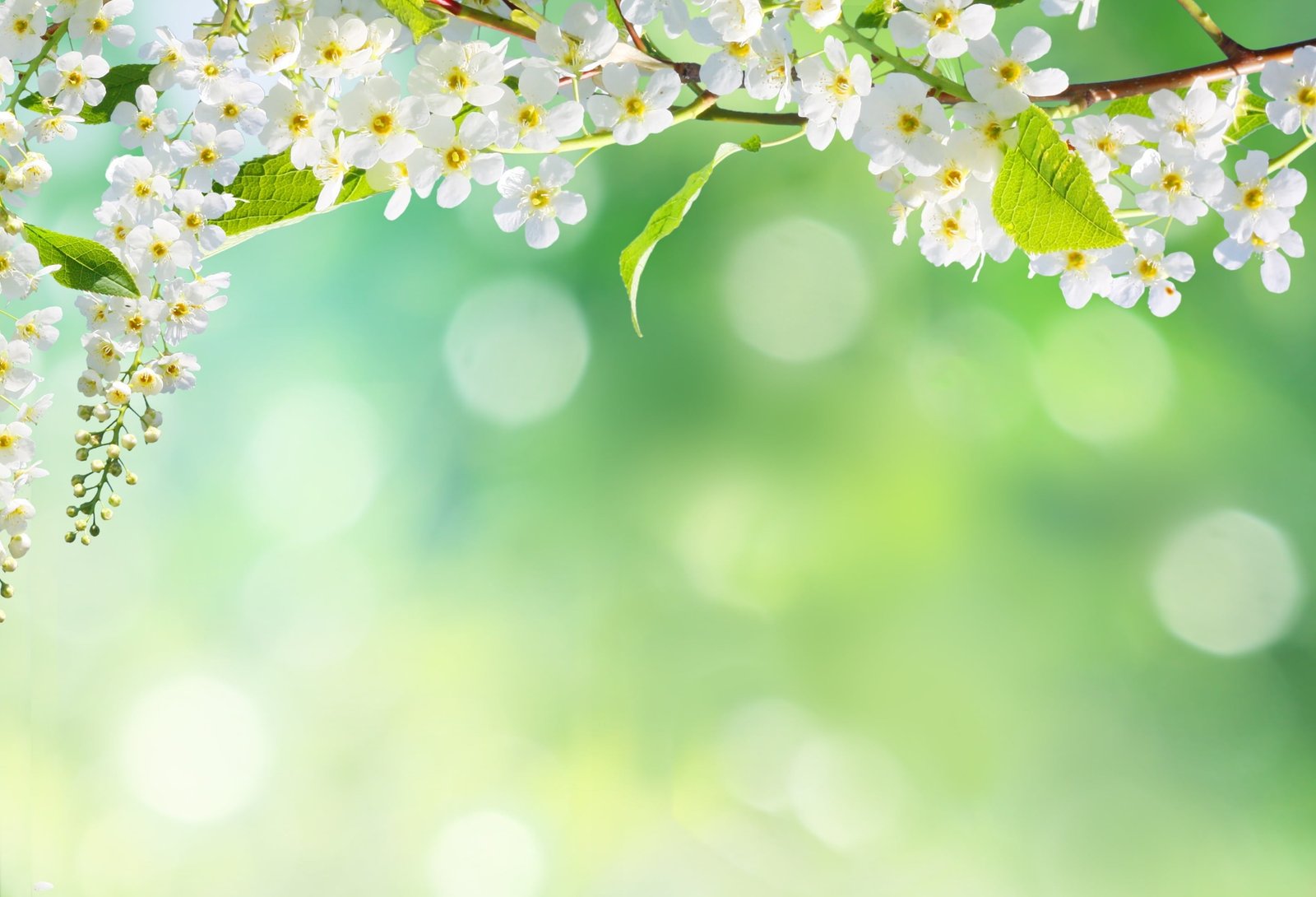 white cherry blossoms flowers nature tree spring petals 2k