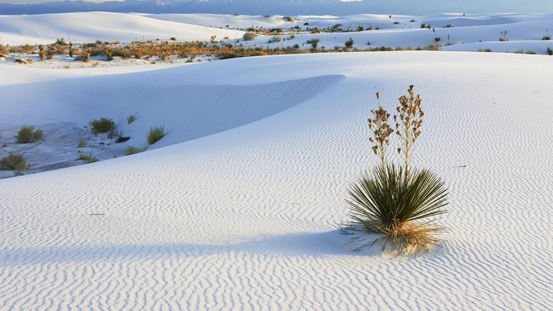 White Sands New Mexico desert oasis nature 2k