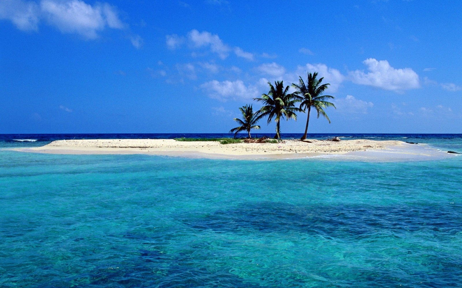 blue ocean beach trees sea animals windows xp skyscapes Nature Beaches HD Art 2k