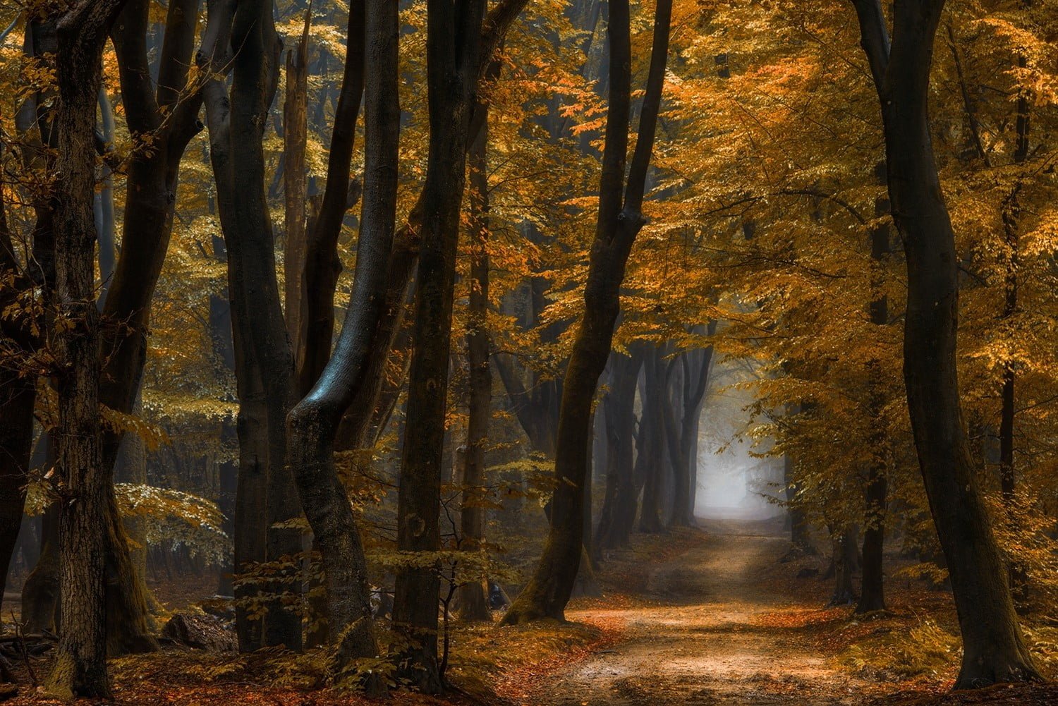 brown and black wooden decor nature landscape forest path 2k
