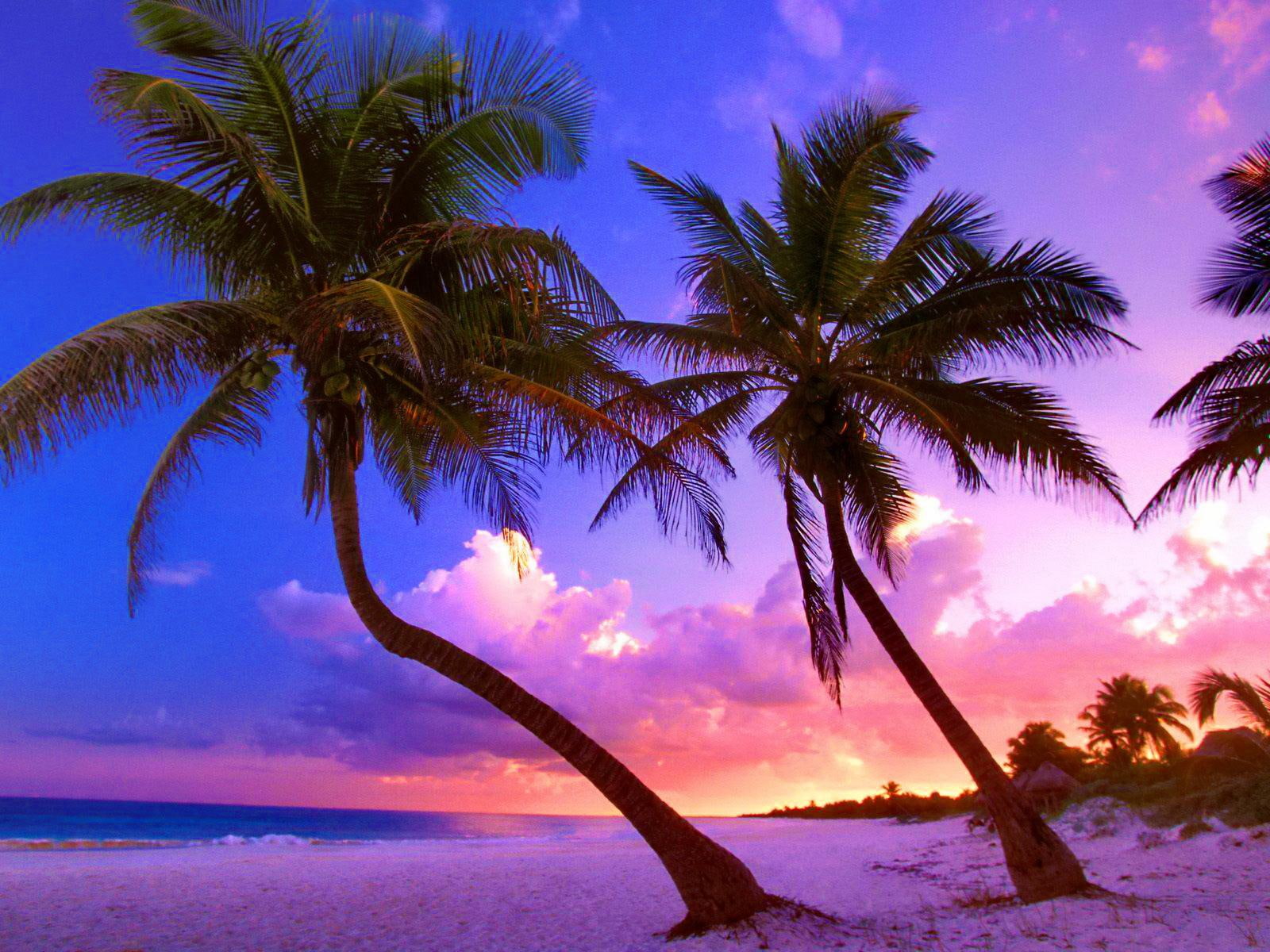 Exotic beach near Cancun Mexico colorful dusk amazing purple 2k