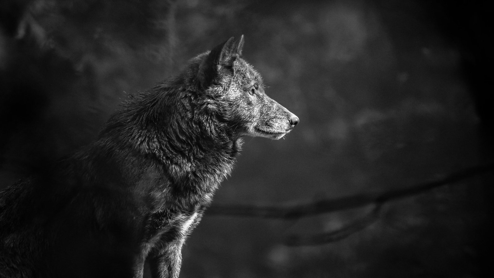 gray scale photography of wolf grey timberwolf Bad Mergentheim 2k