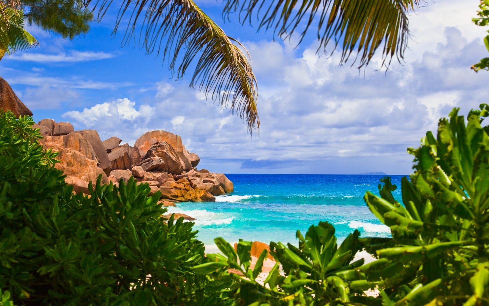 green coconut palm tree beach trees sea sky beauty in nature 2k