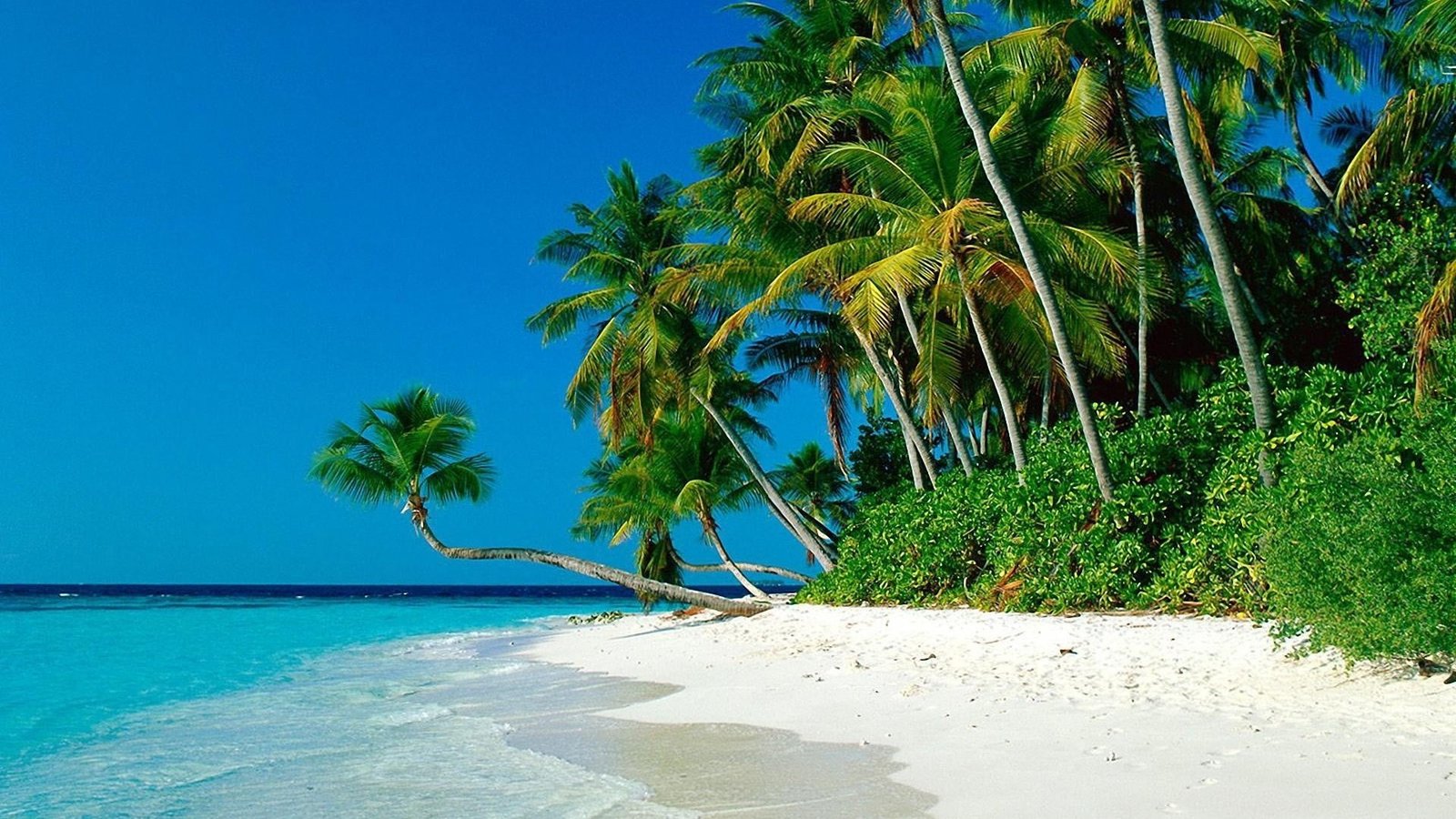 green coconut tree beach nature tropical palm trees sea 2k