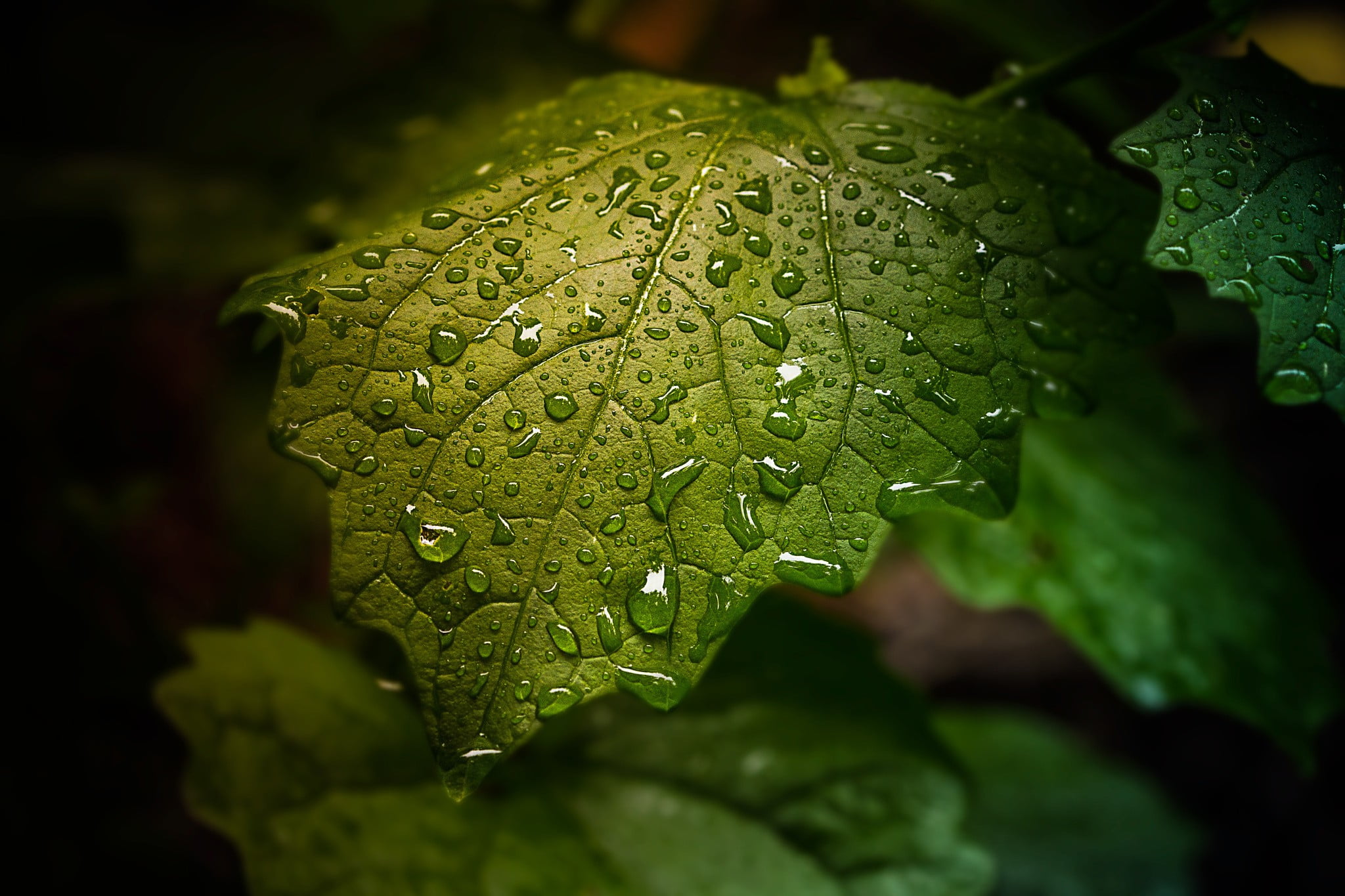 green leaf closeup photography of with droplets water 2k