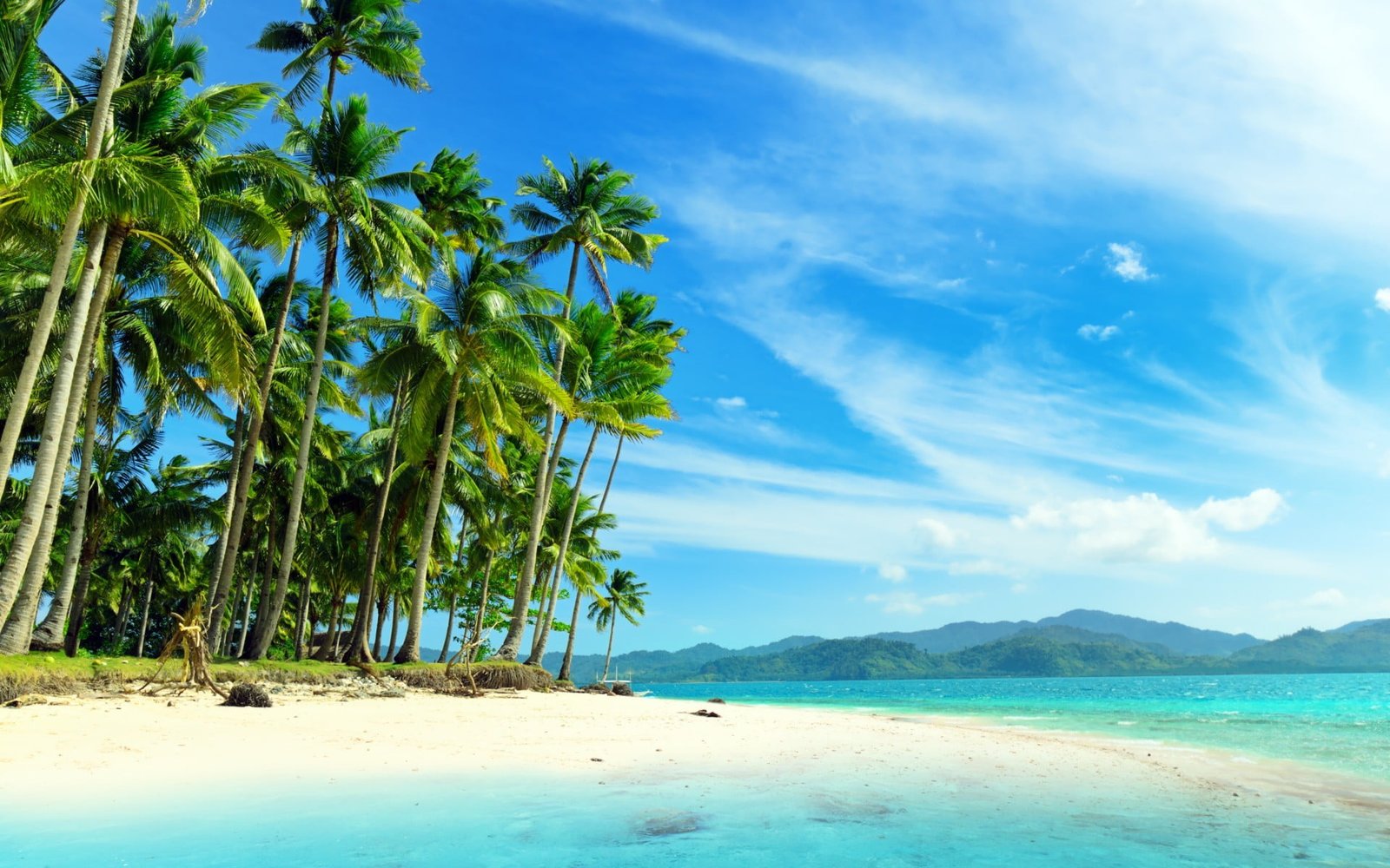 green palm trees beach tropical sky climate beauty in nature 2k