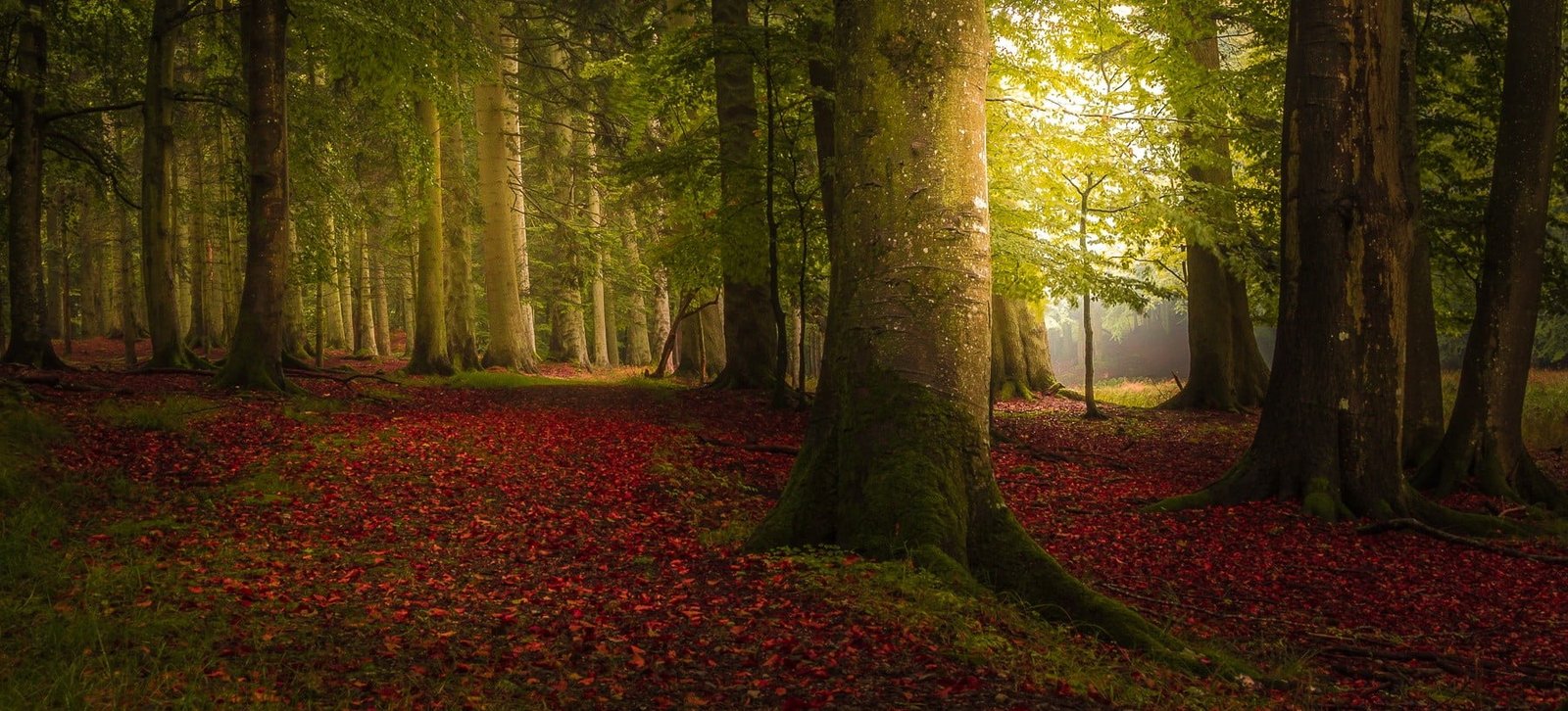 green tree landscape nature colorful forest fall trees 2k