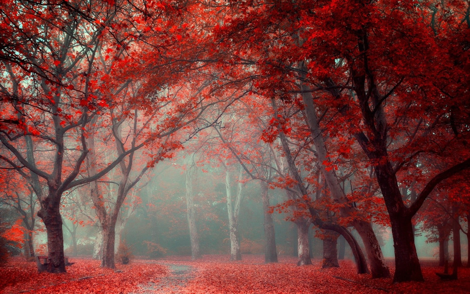 maple tree pathway between red leafed trees landscape nature 2k