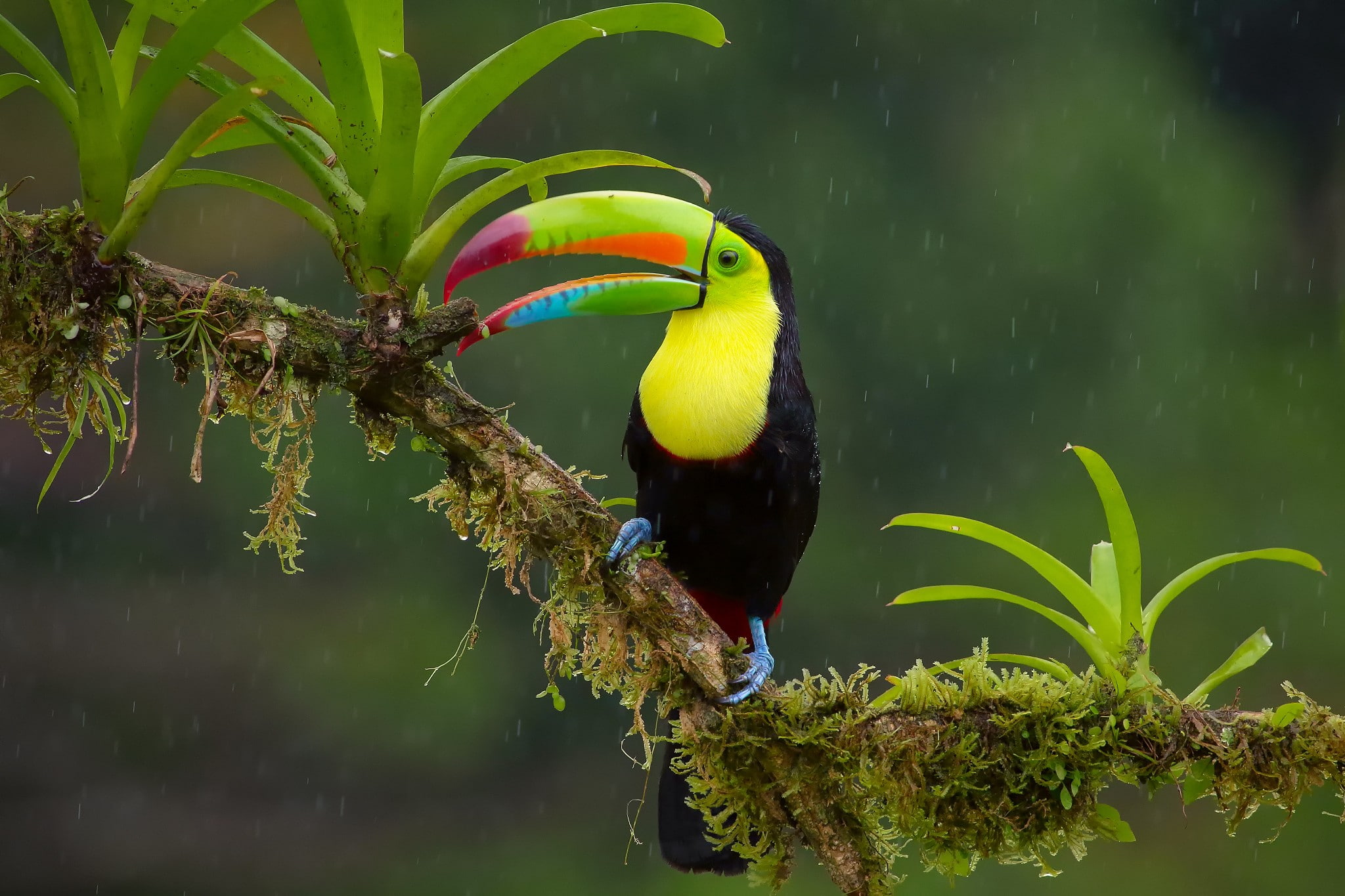 nature animals birds toucans animal wildlife themes 2k