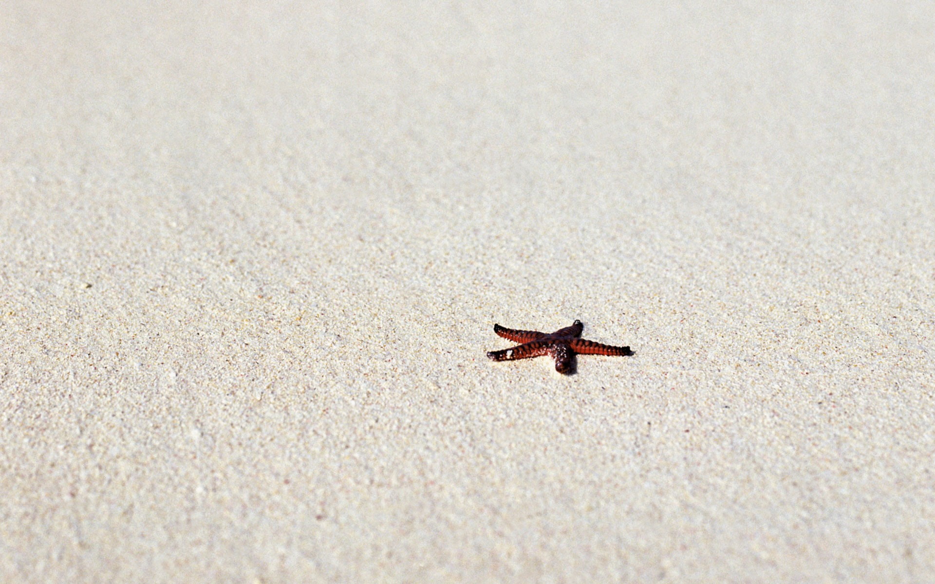 photography nature beach sand starfish 2k