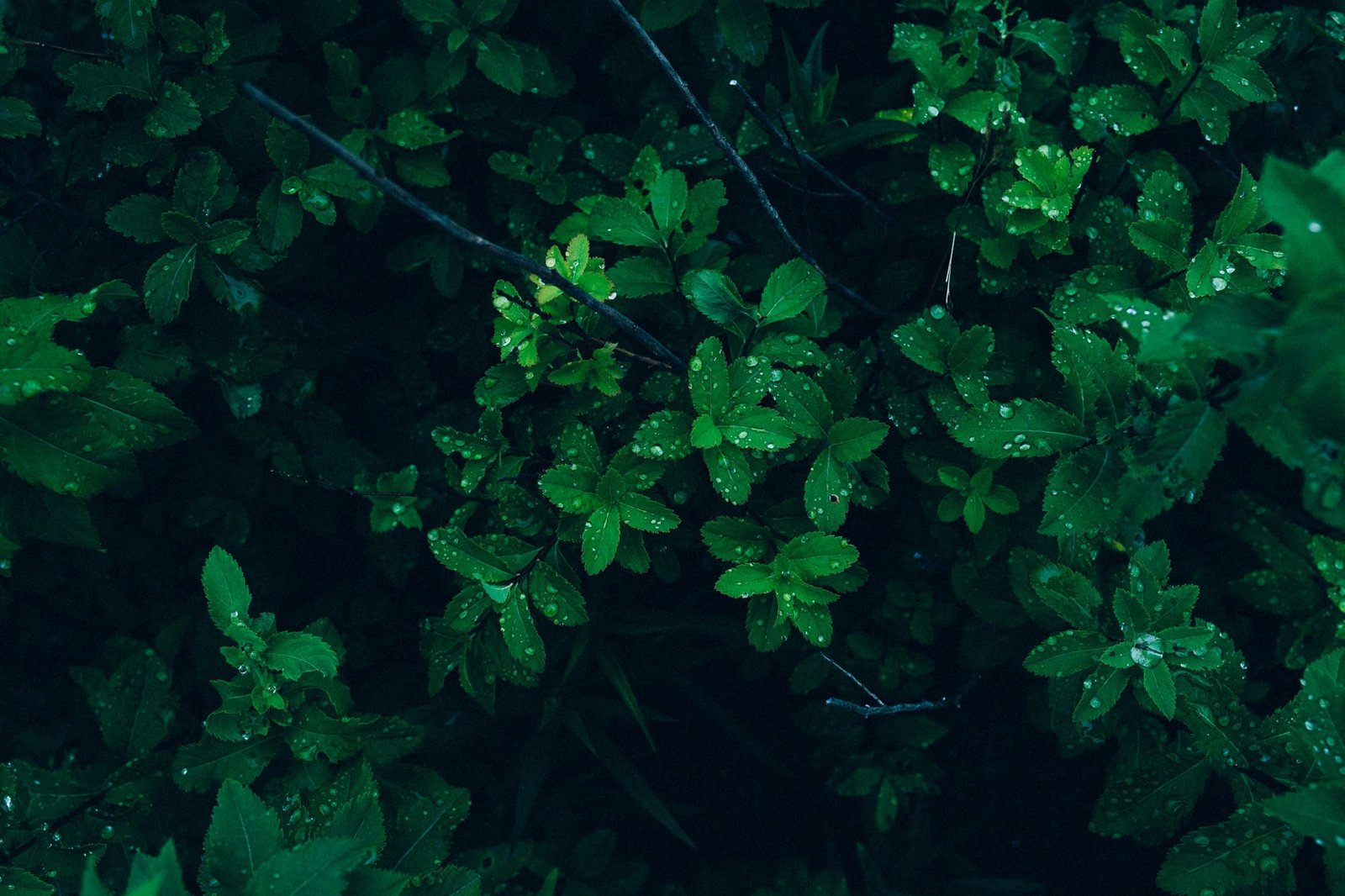 plants with morning dews selective photo green leaf leaves 2k
