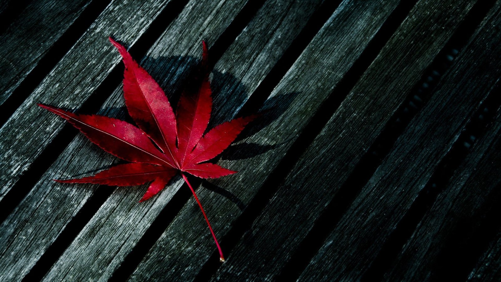 red maple leaf on black wooden surface fall 2k