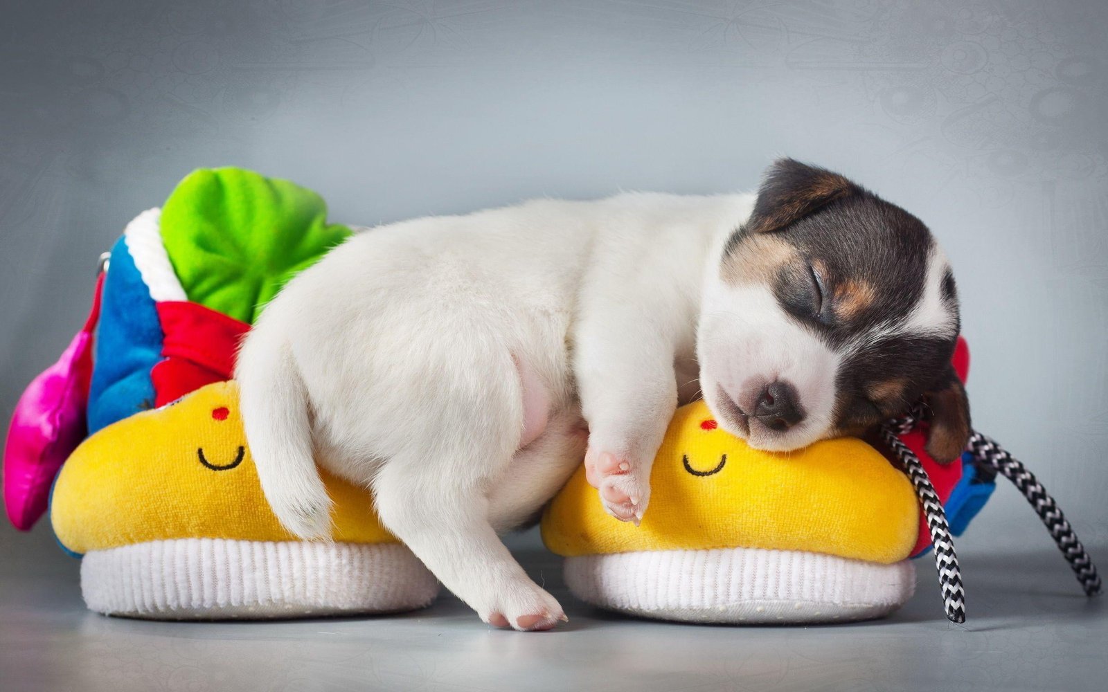 short coated tricolor puppy smooth white and brown dog 2k